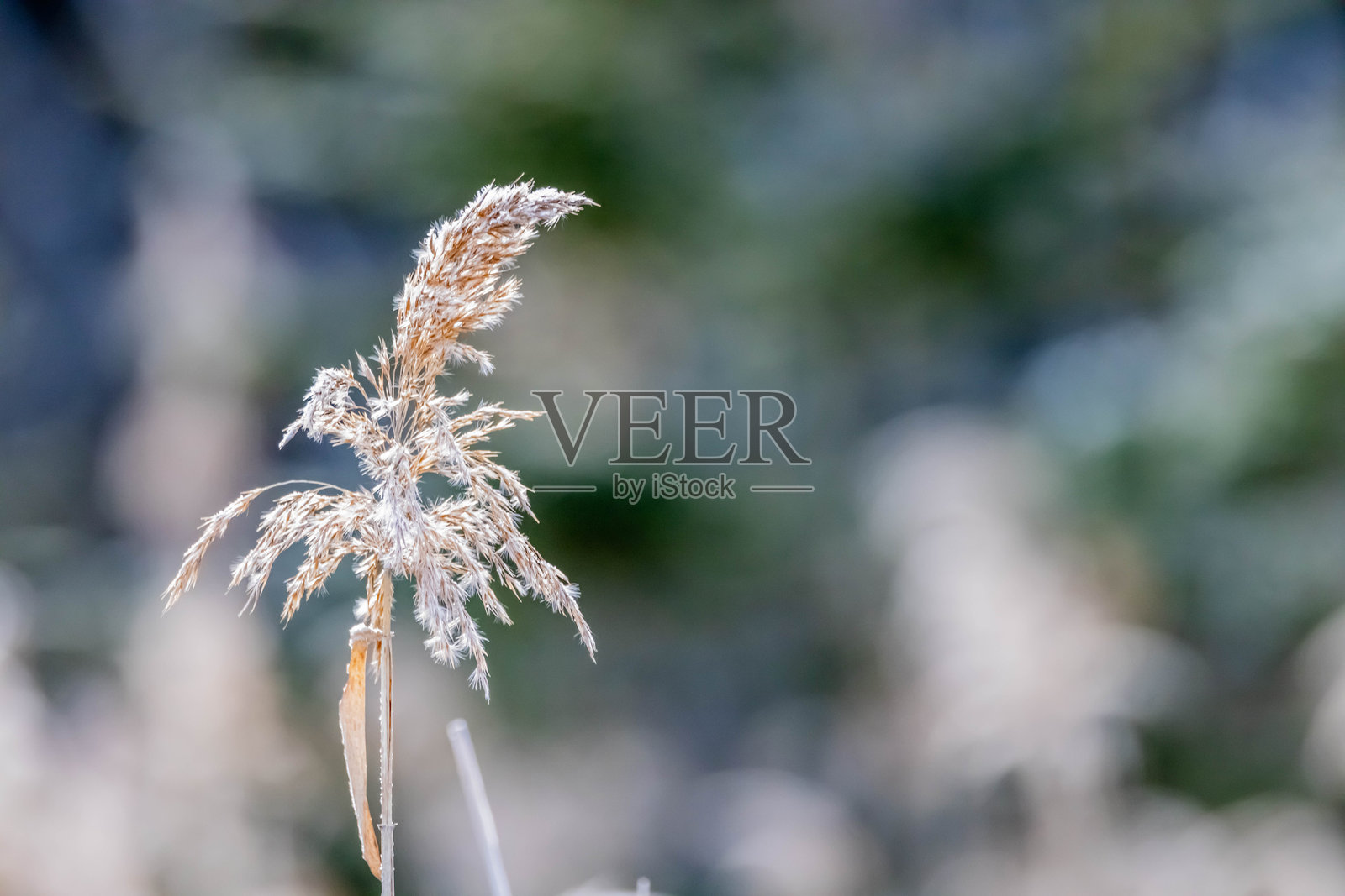 日本银草照片摄影图片