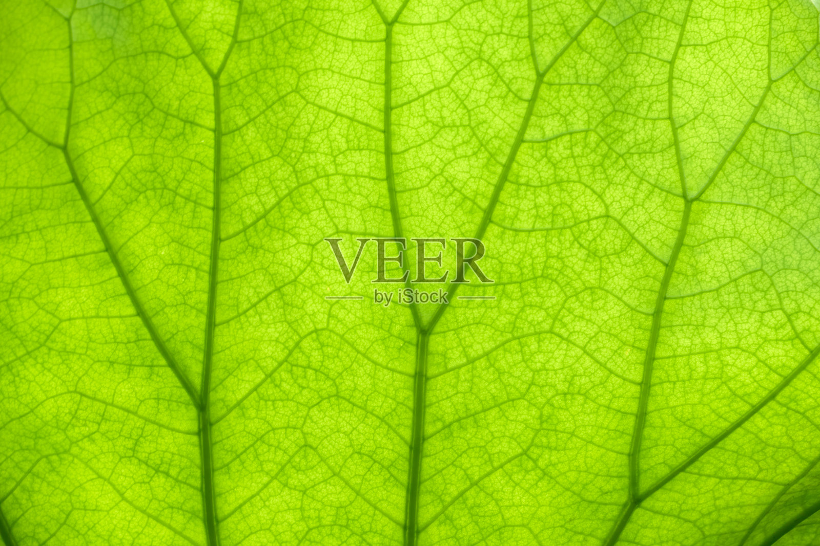 一种用于背景的纹理材料，展现了被光照亮的美丽莲叶。照片摄影图片