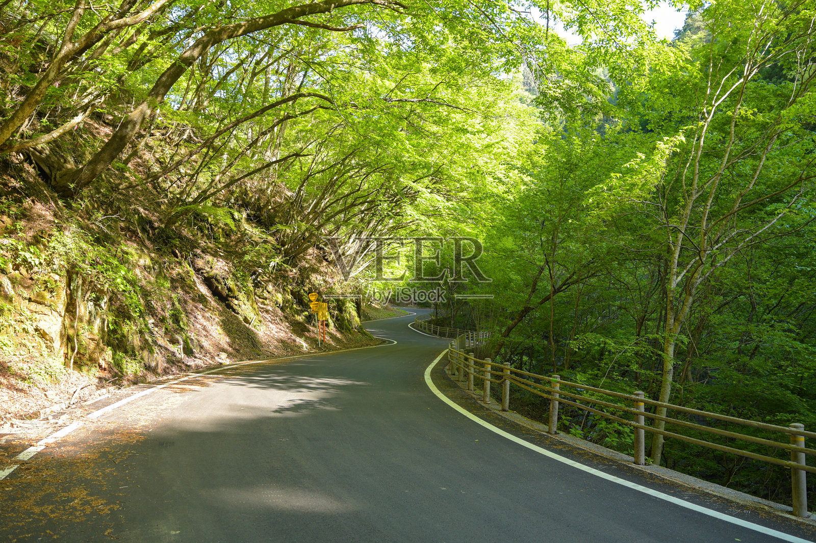 清新的绿色森林小路照片摄影图片