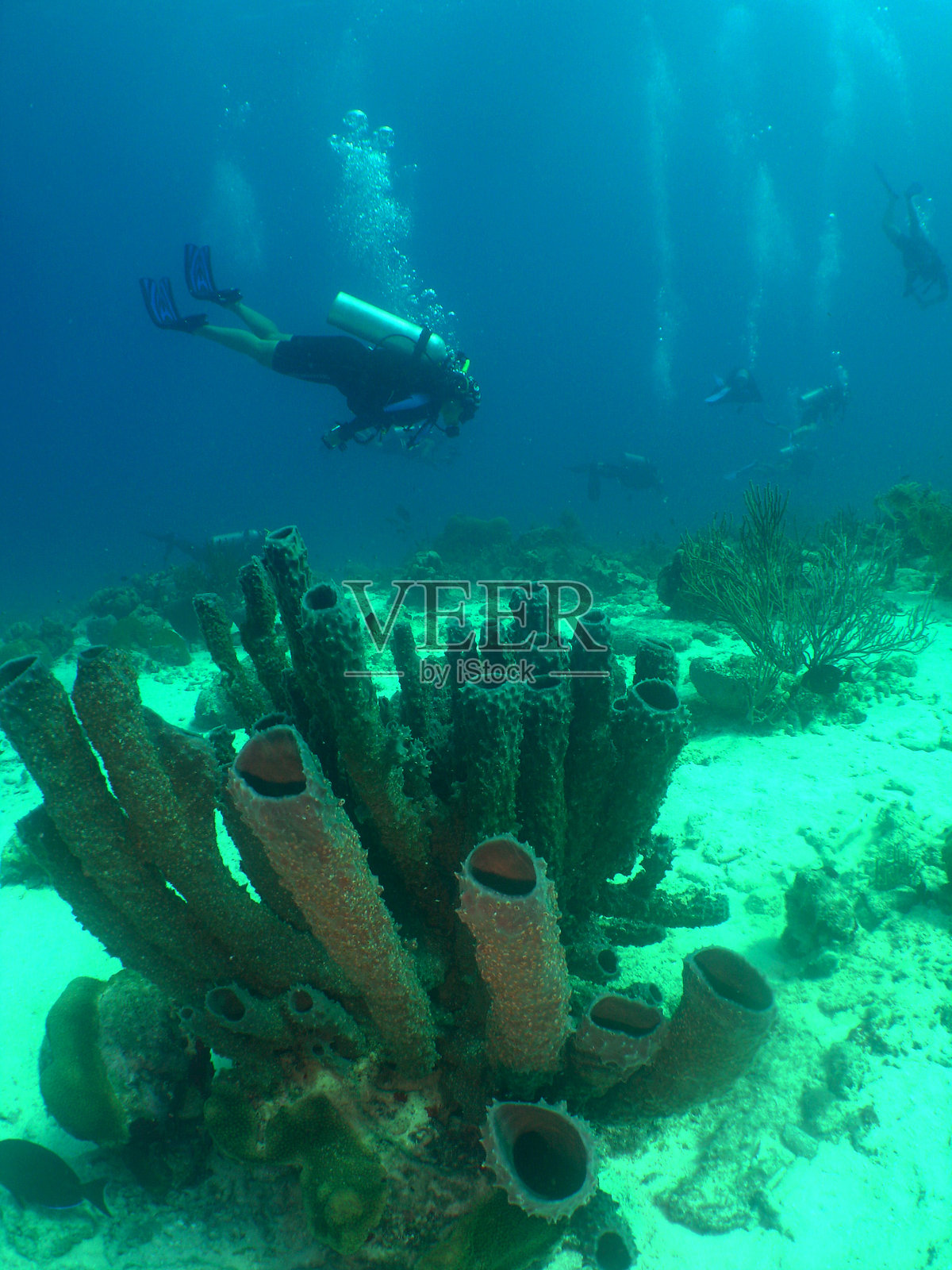 加勒比海深处：潜水员探索生机勃勃的珊瑚礁照片摄影图片