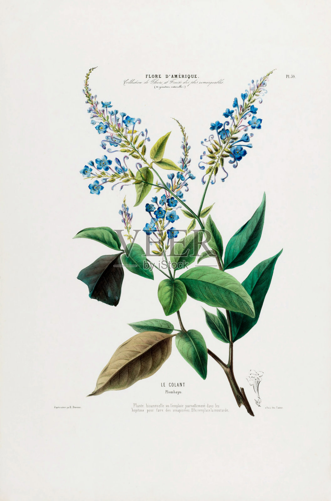 蓝花楹花，古董，手工着色，花卉与果实，植物插图，出版于1835年插画图片素材