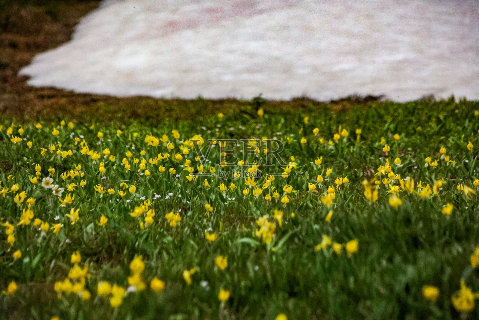 黄色鳟鱼百合，也称为冰川百合照片摄影图片