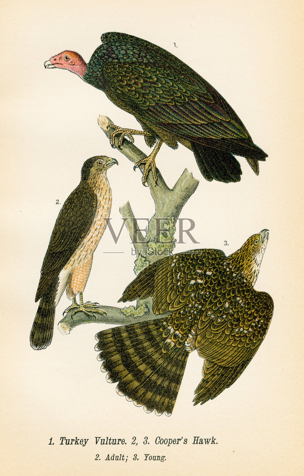 土耳其秃鹫和鹰鸟石版，1890年设计元素图片