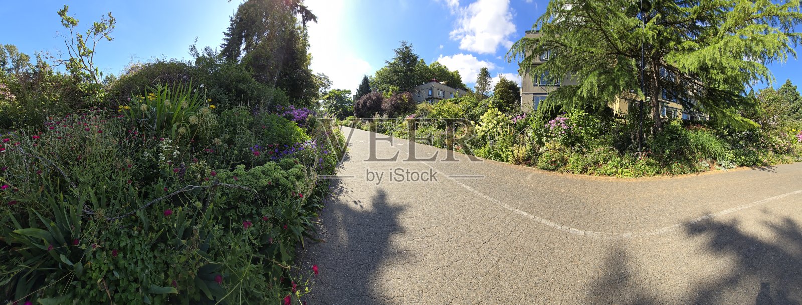 温哥华法尔斯溪海堤绿道附近的苏特克利夫公园宽阔花坛景观 – 2025年7月12日照片摄影图片