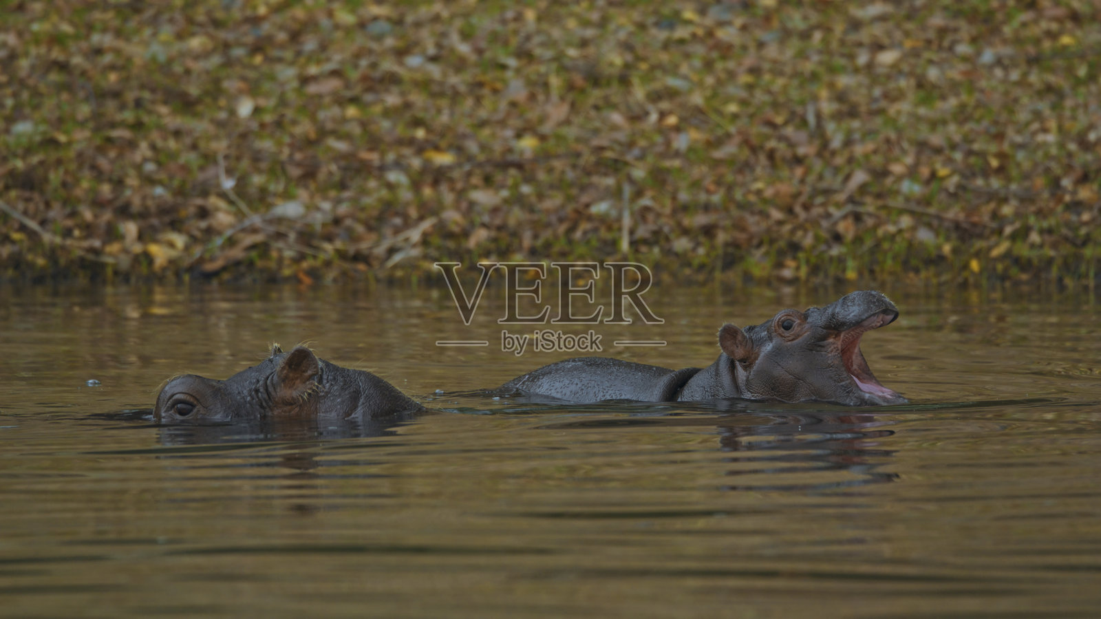 两只河马在平静的卡夫河中游泳，嘴巴张开。照片摄影图片