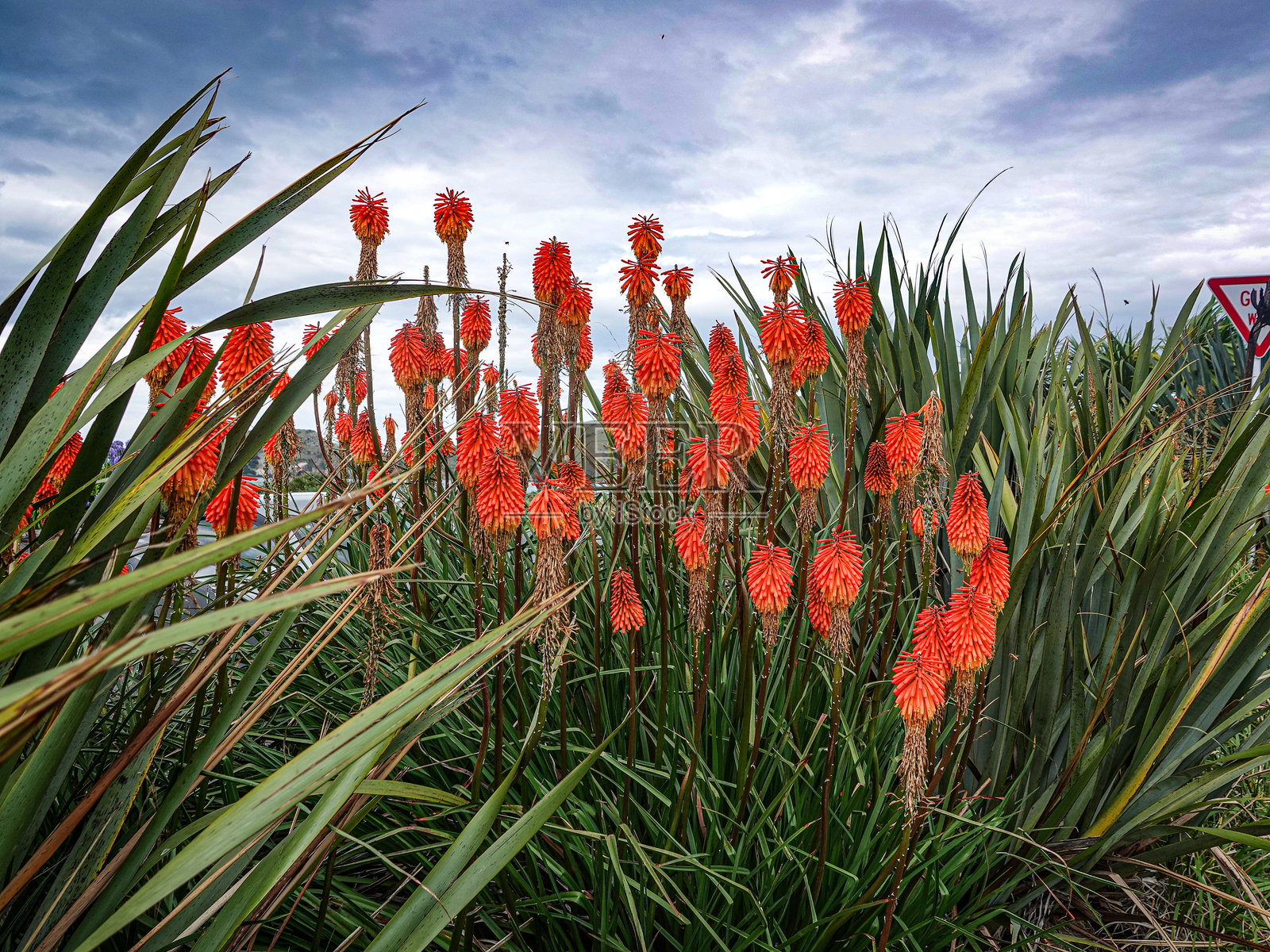 红热火箭花照片摄影图片