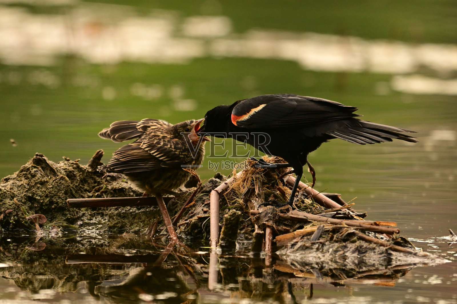 刚羽化的红翅黑鸟正在被喂食照片摄影图片