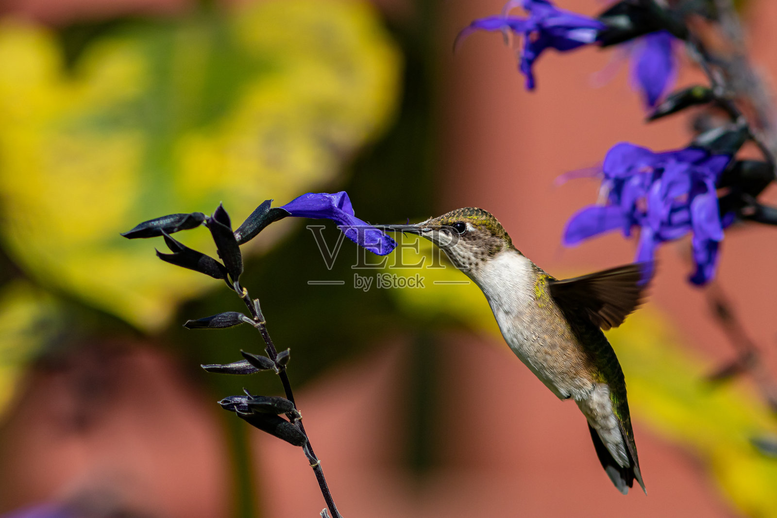 红喉蜂鸟正在从紫色鼠尾草花中吸取花蜜。照片摄影图片