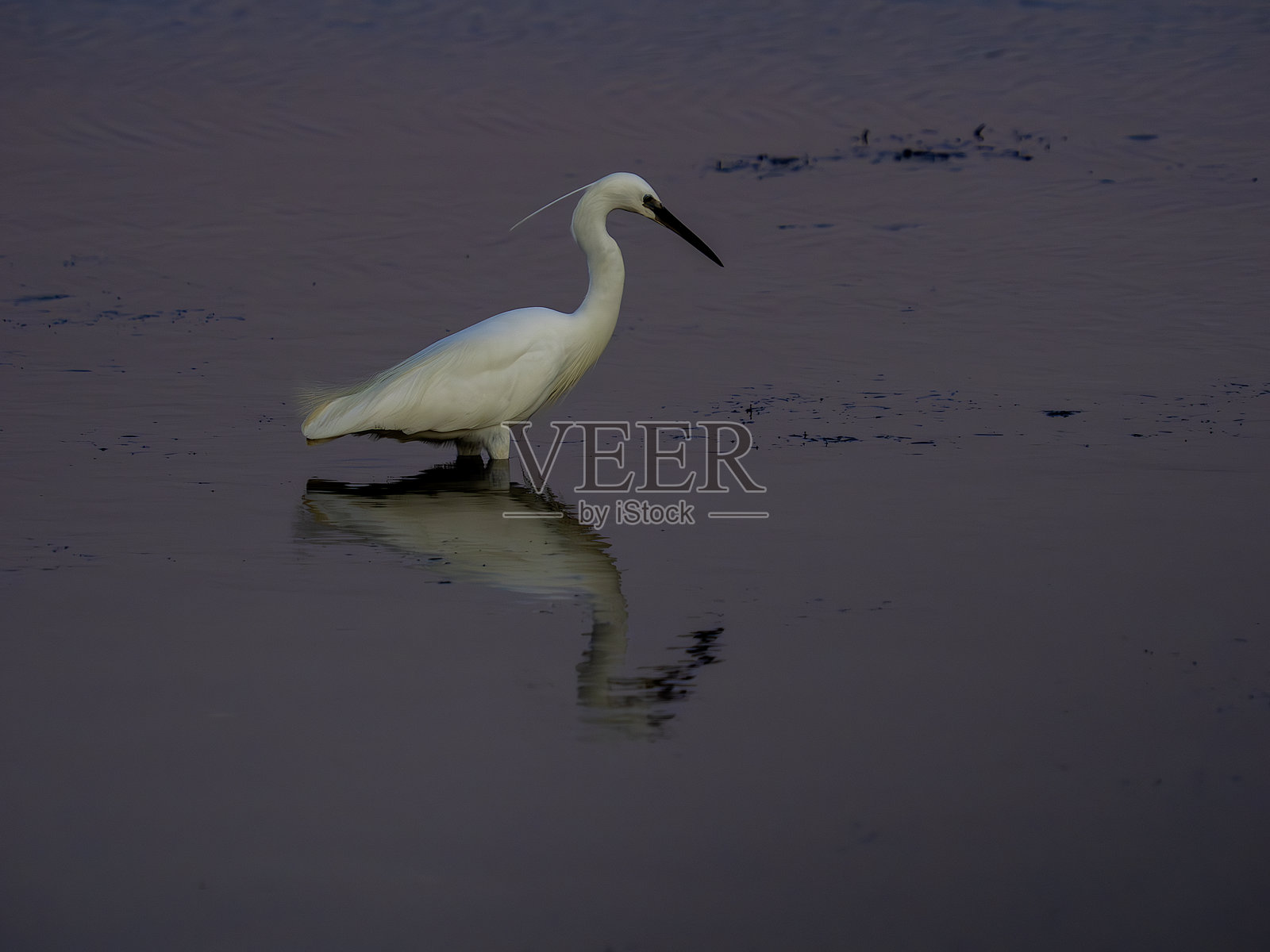 塔尔昆尼亚盐田上的小白鹭照片摄影图片