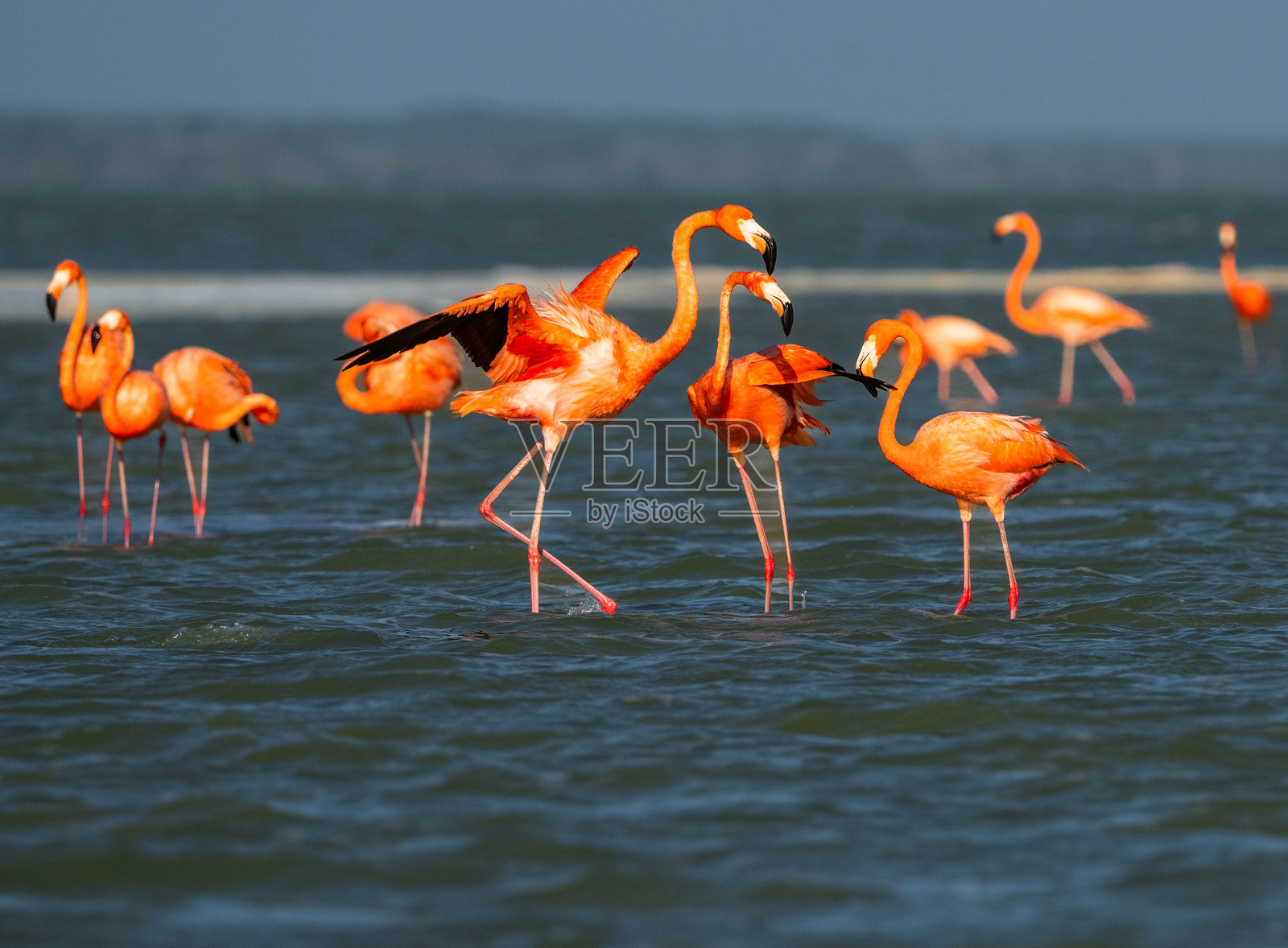 火烈鸟在墨西哥尤卡坦进行求偶舞蹈照片摄影图片