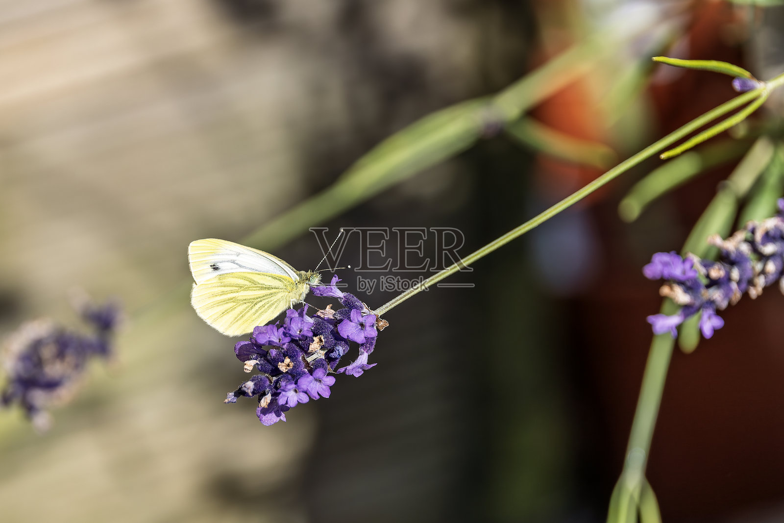 绿脉白蝶（Pieris napi）在夏日花园的薰衣草花上吸 nectar照片摄影图片