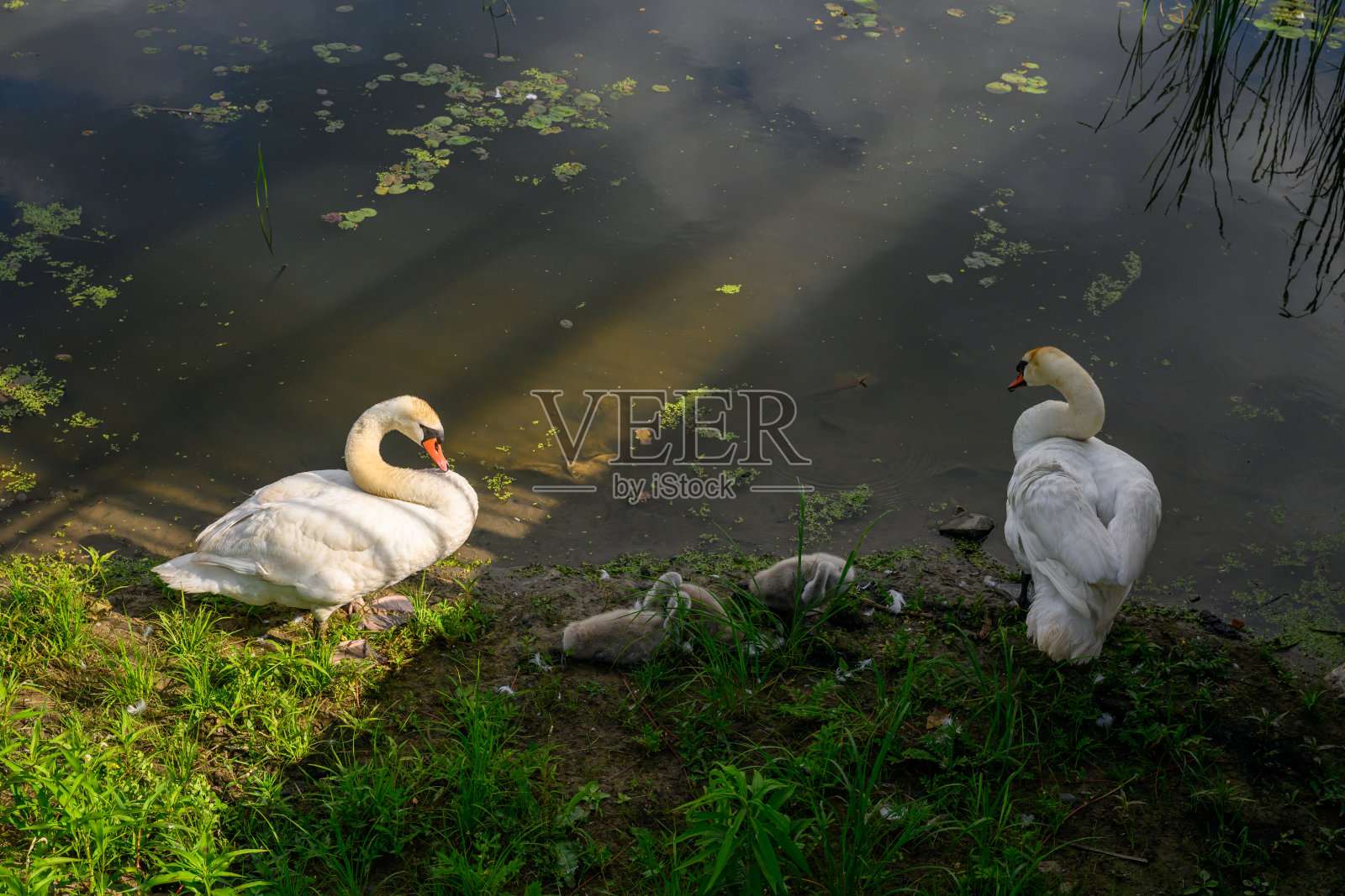 安大略湖畔的默默天鹅夫妇和小天鹅。照片摄影图片