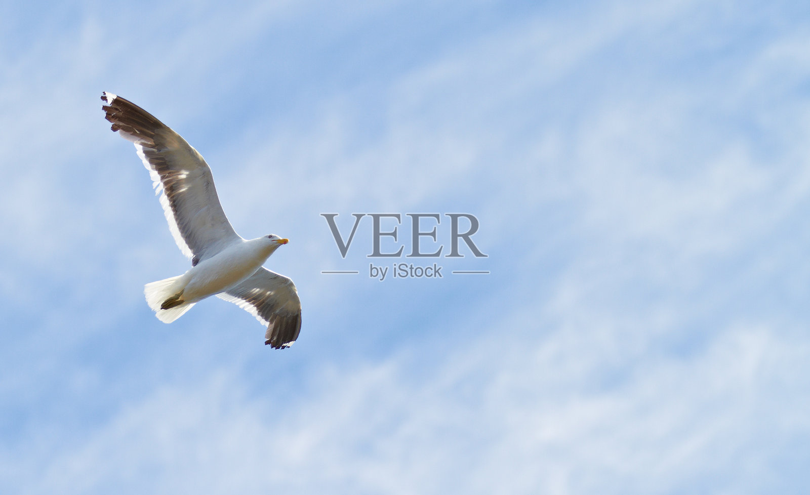 海鸥在明亮的天空中翱翔，翅膀展开，周围是柔和的卷云。照片摄影图片
