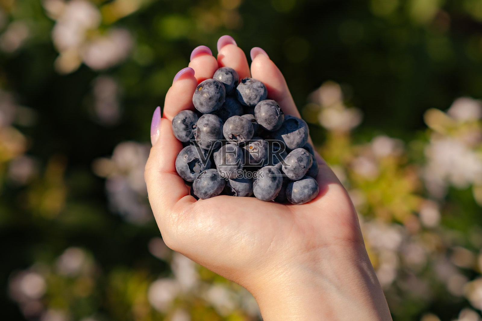一只手握着一把丰盛的成熟蓝莓，周围是郁郁葱葱的花园，柔和的散景效果。阳光明媚，增强了水果的鲜艳色彩。照片摄影图片