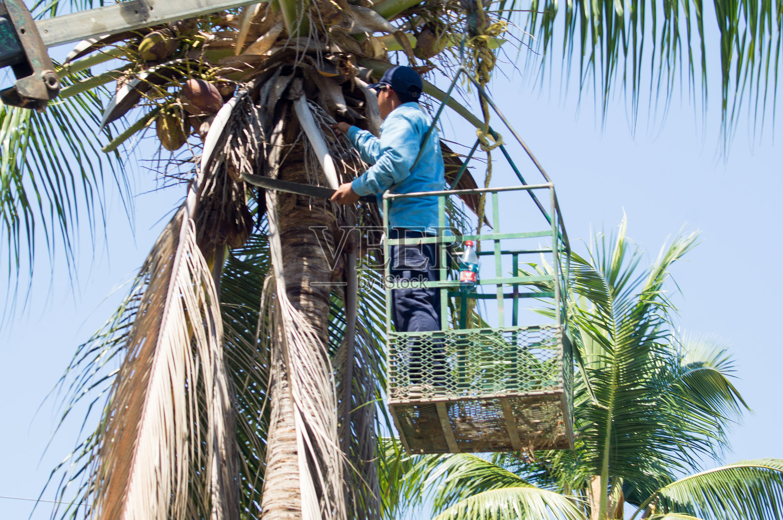 一群园丁在墨西哥华图尔科修剪椰子树。照片摄影图片