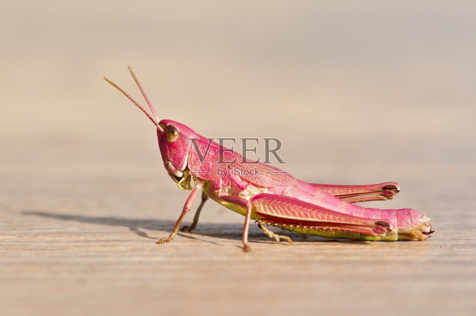 捷克共和国的欧洲蝗虫（Chrysochraon dispar），粉色雌性。照片摄影图片