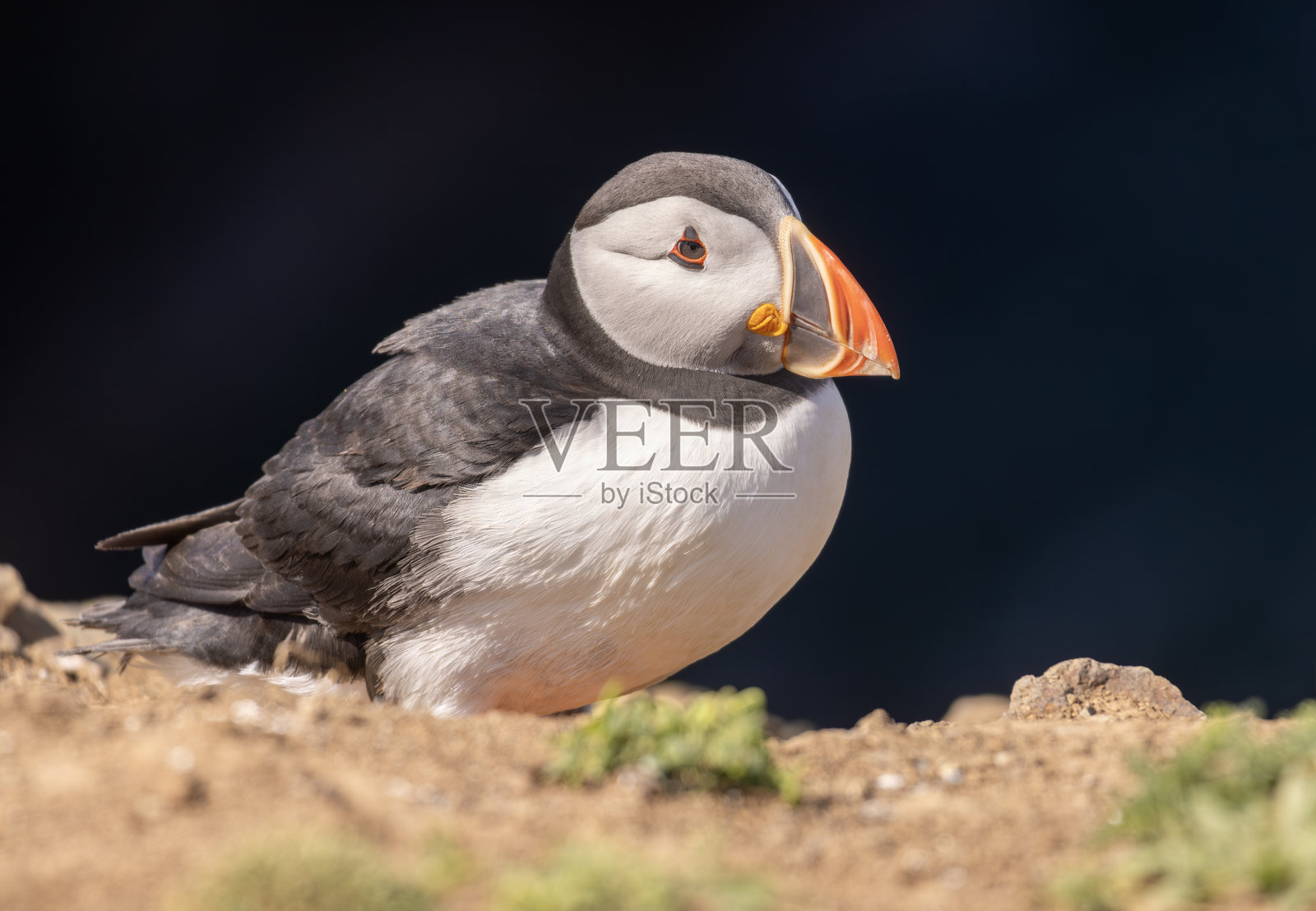 海雀照片摄影图片