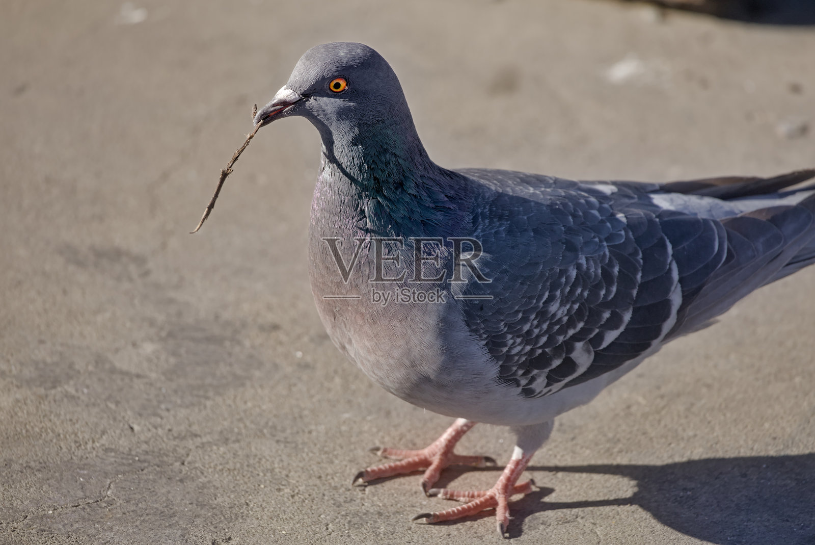 鸽子嘴里叼着一根棍子照片摄影图片