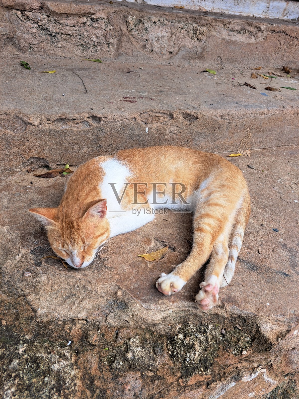 姜黄色的猫在肯尼亚拉穆岛的温暖晨光中，伸展着身体在路面上睡觉。照片摄影图片