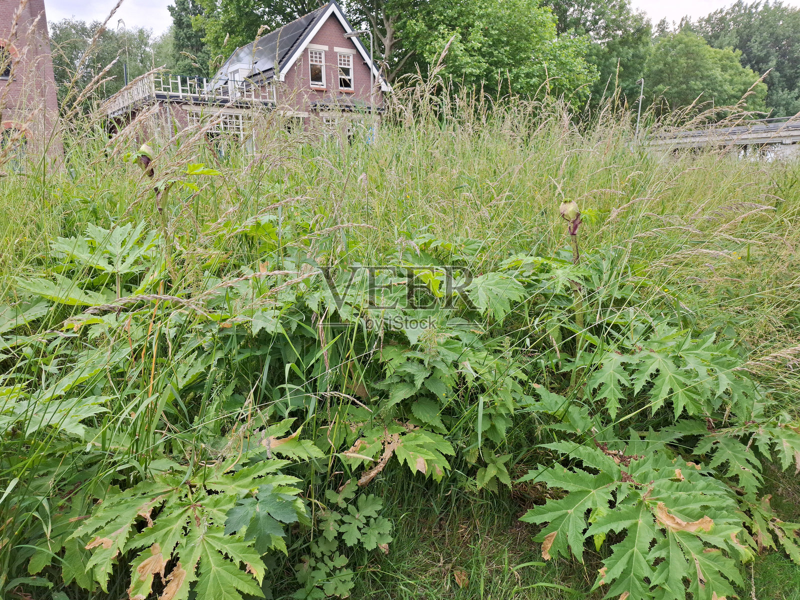 路边的毒大葱叶子和花朵作为杂草生长照片摄影图片