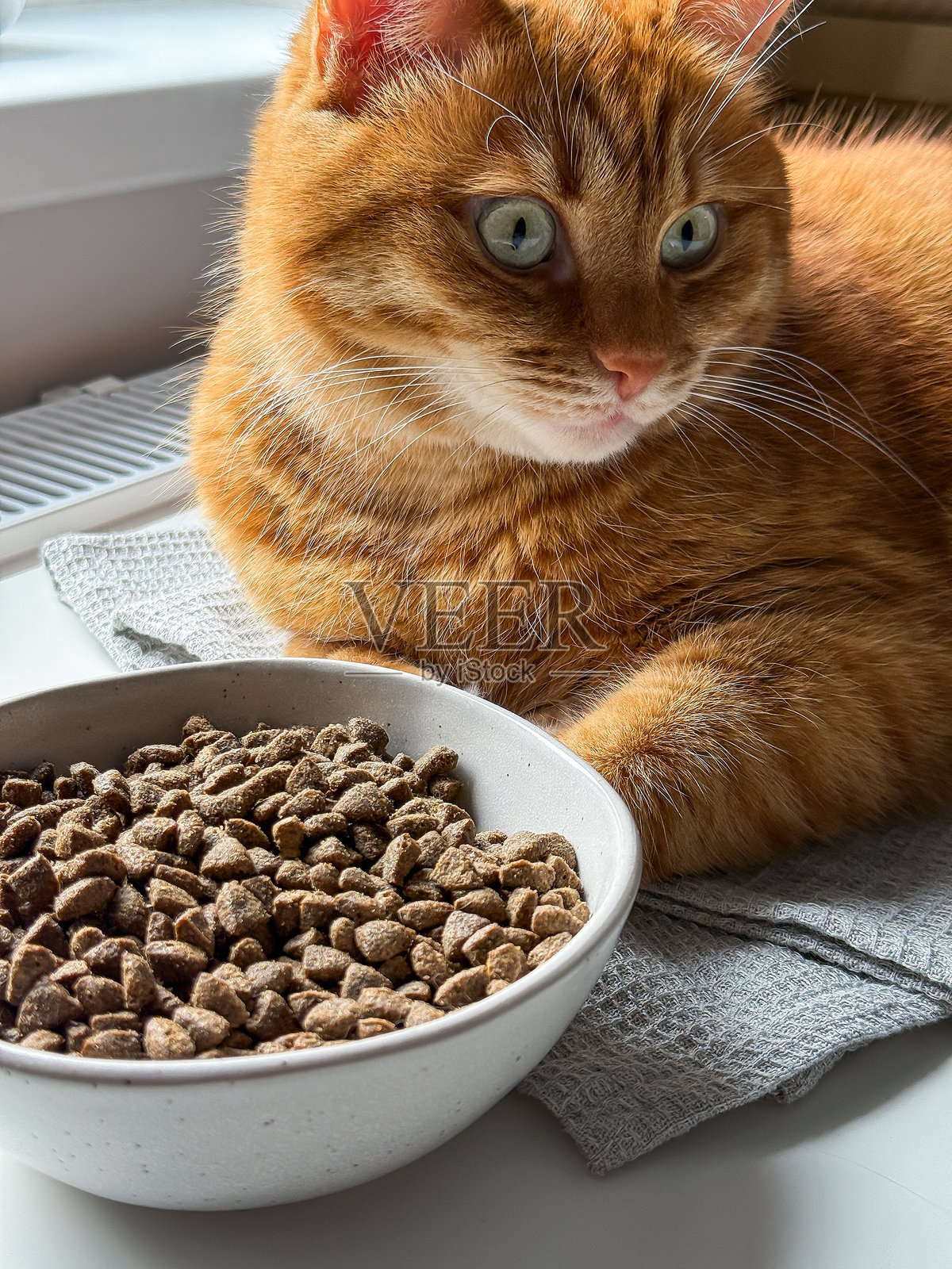 可爱的成年姜猫坐在装满干猫粮的碗旁照片摄影图片