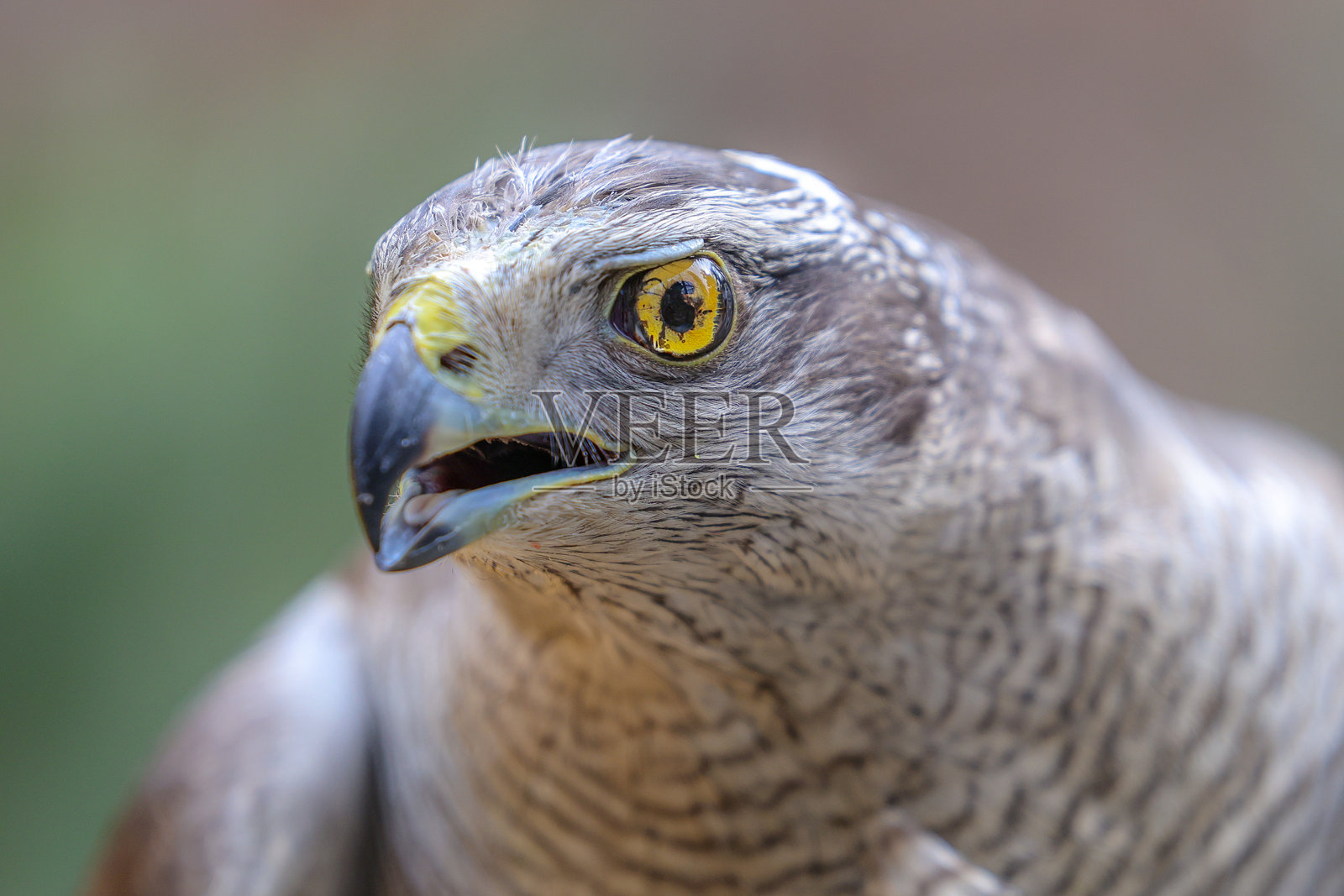 欧亚苍鹰照片摄影图片