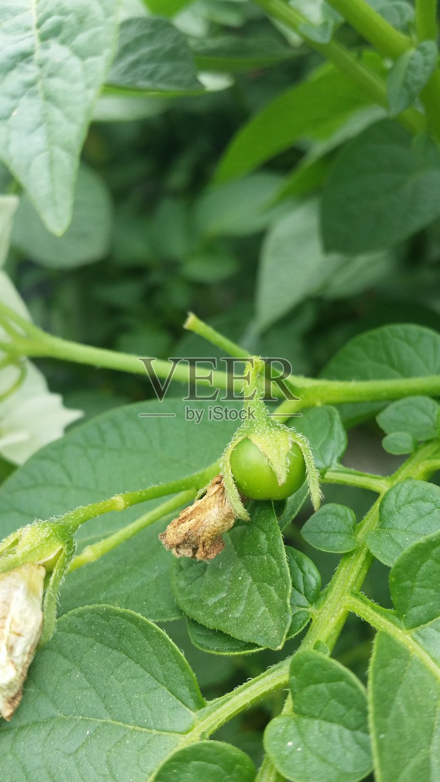 马铃薯果实与干花残留（茄科）照片摄影图片