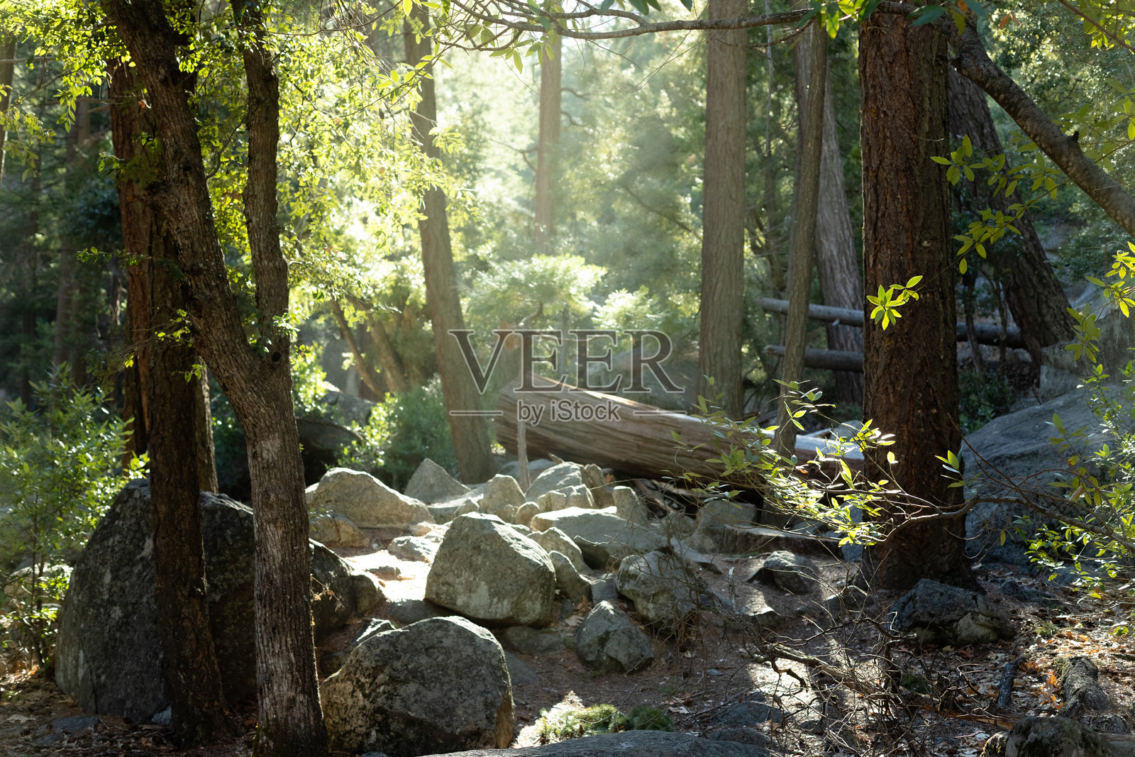 穿过树木照片摄影图片