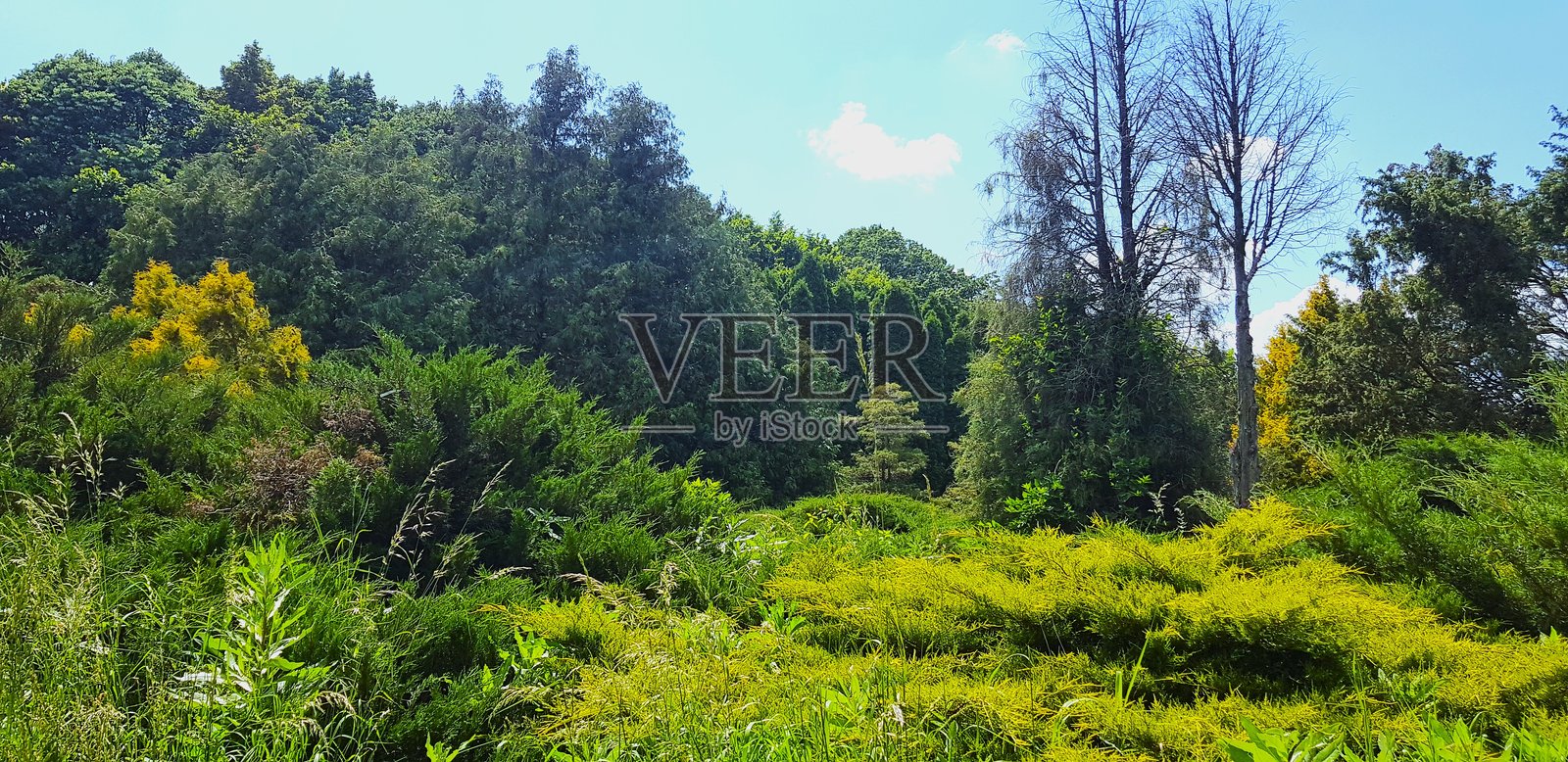 郁郁葱葱的夏季森林，绿意盎然照片摄影图片