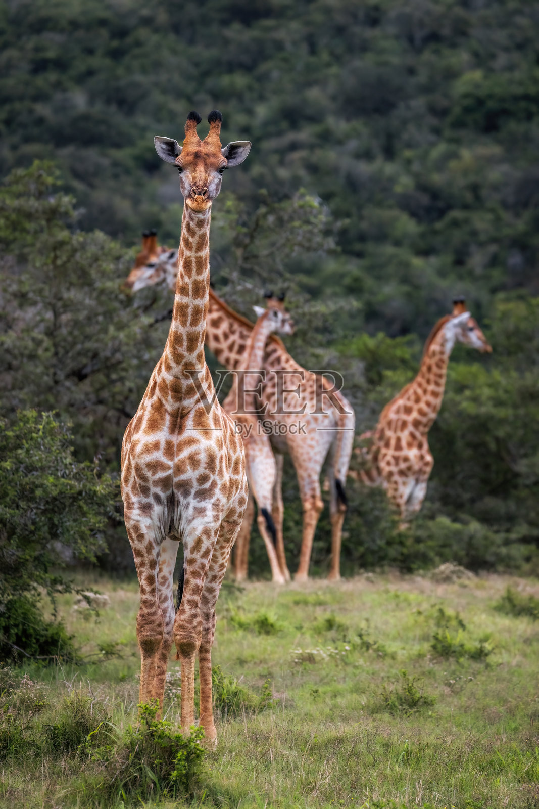 长颈鹿在起伏的山坡上和谐地漫步照片摄影图片
