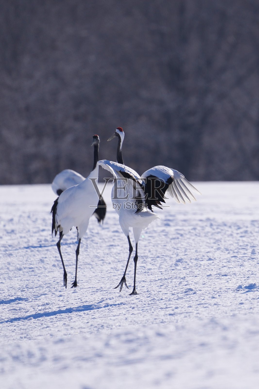 北海道的丹顶鹤照片摄影图片