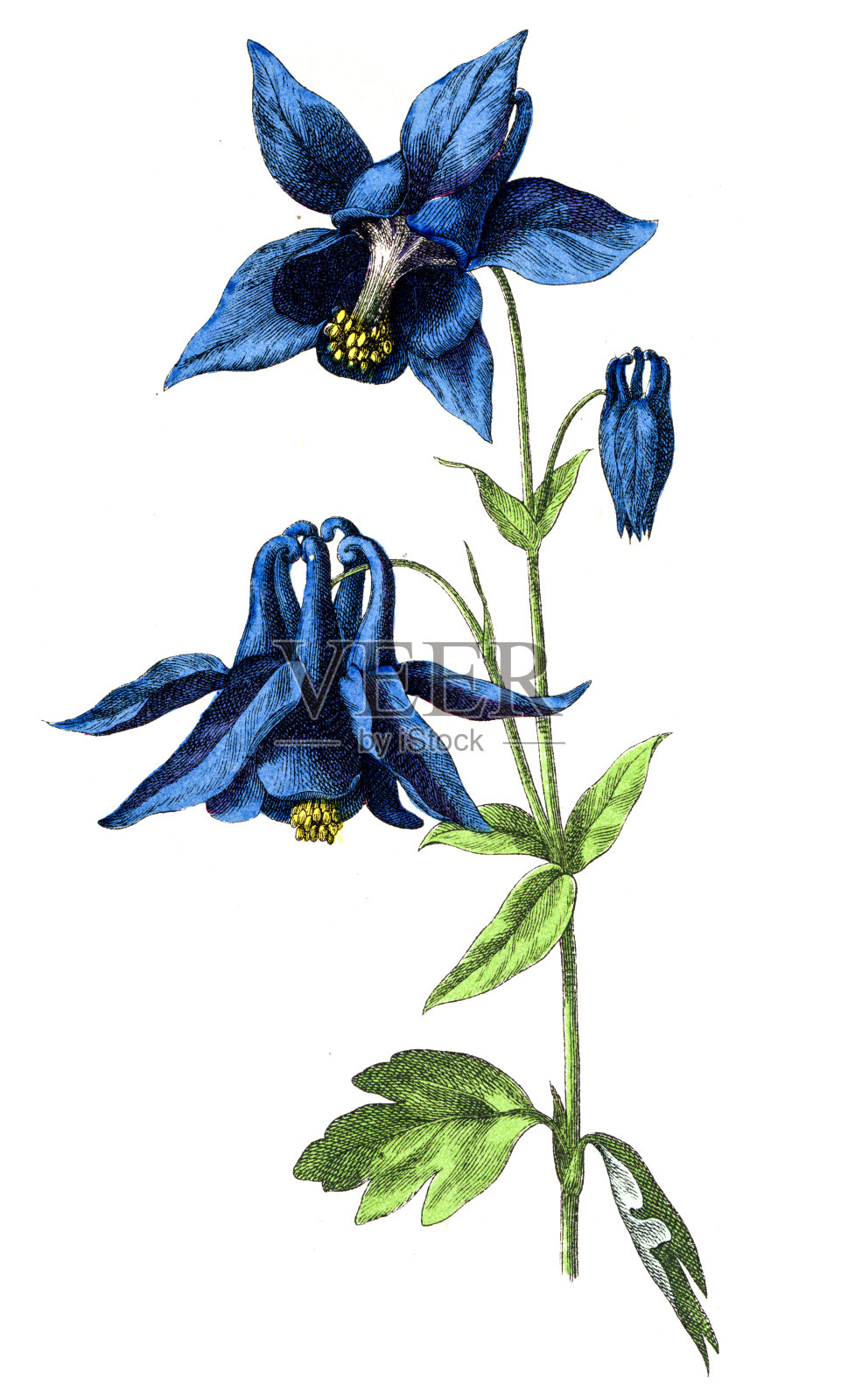 蓝钟花（Aquilegia vulgaris）– 1891年《自然历史图集》中的古董植物彩色石版画插画图片素材