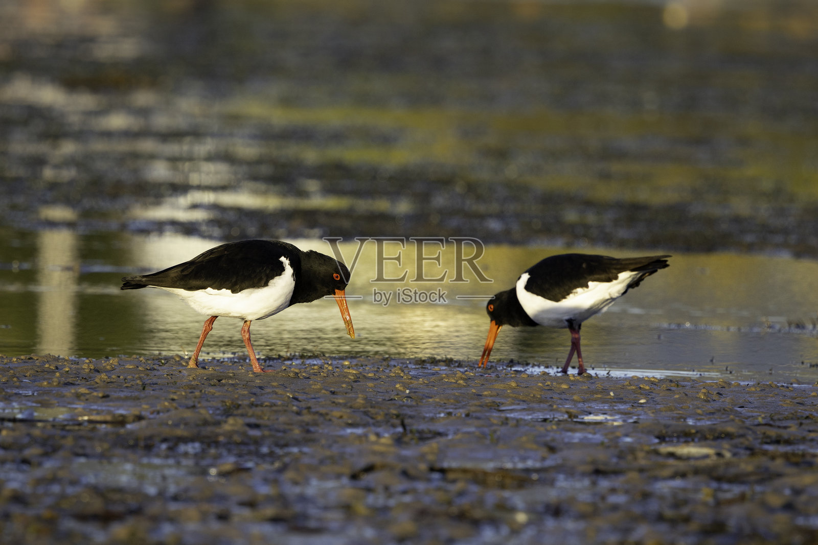 斑嘴鸻（Haematopus longirostris），新南威尔士州纳鲁马，2025年6月照片摄影图片