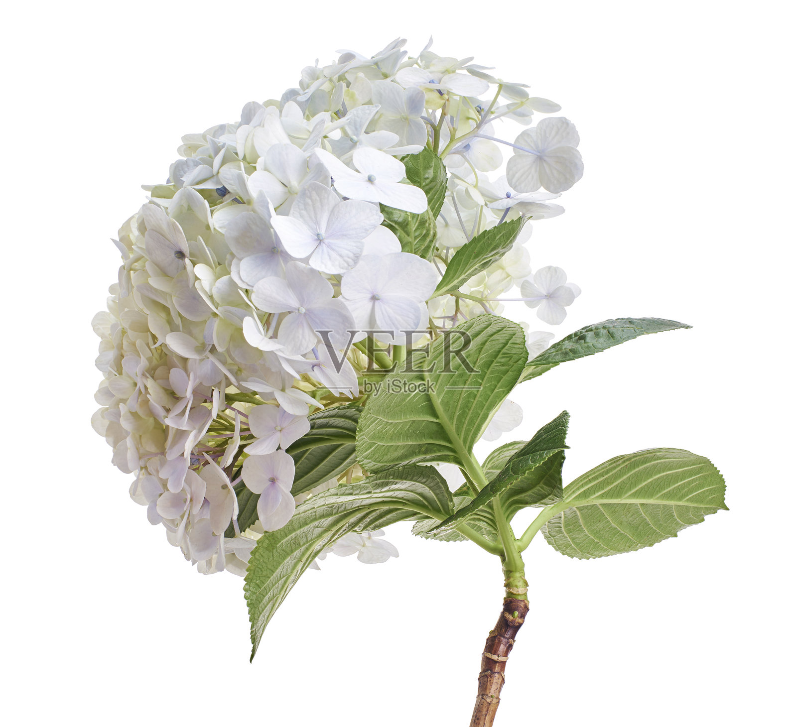 绣球花，绣球花（Hydrangea macrophylla），孤立在白色背景上，带有抠图路径照片摄影图片