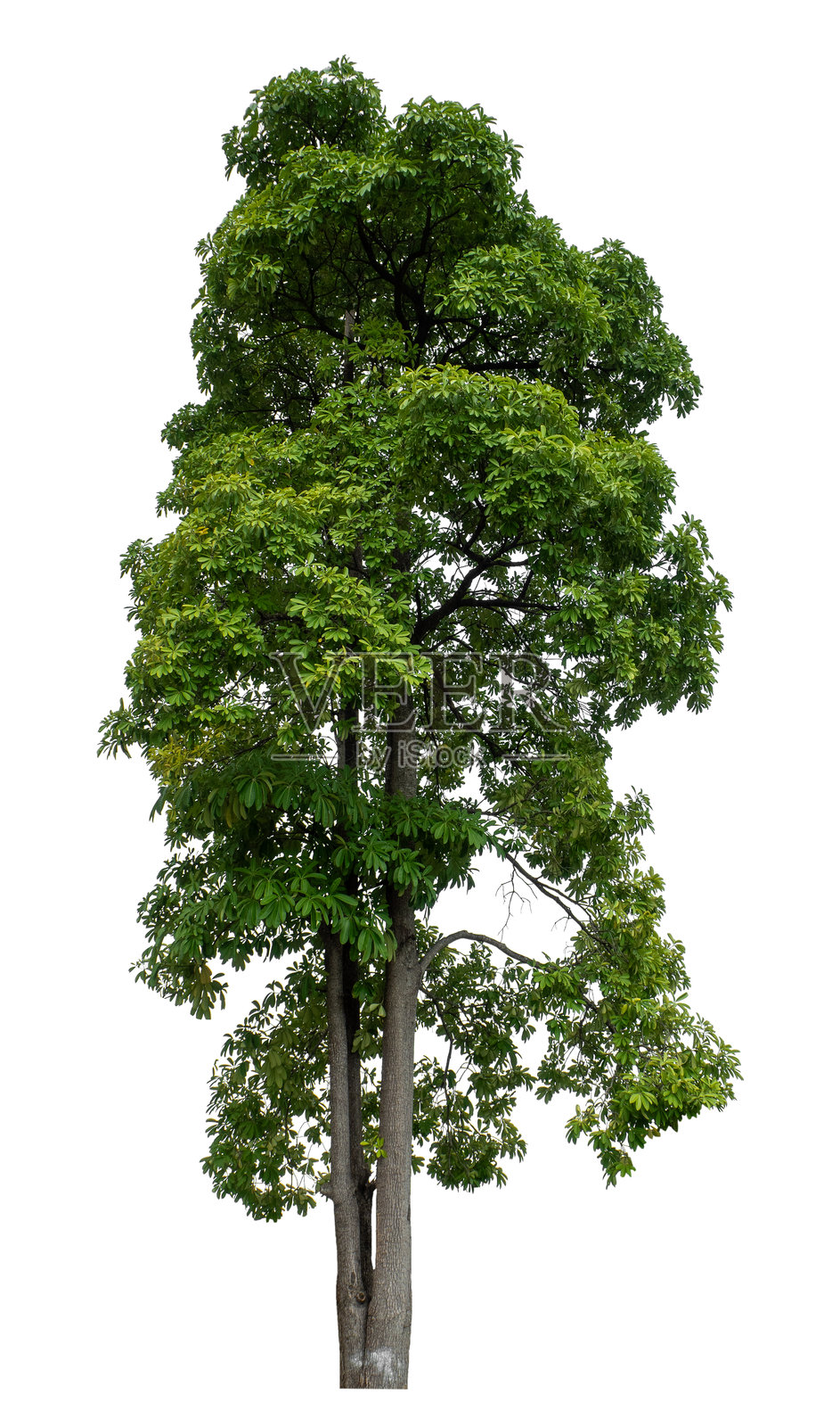 单独的绿色树木孤立在白色背景上照片摄影图片