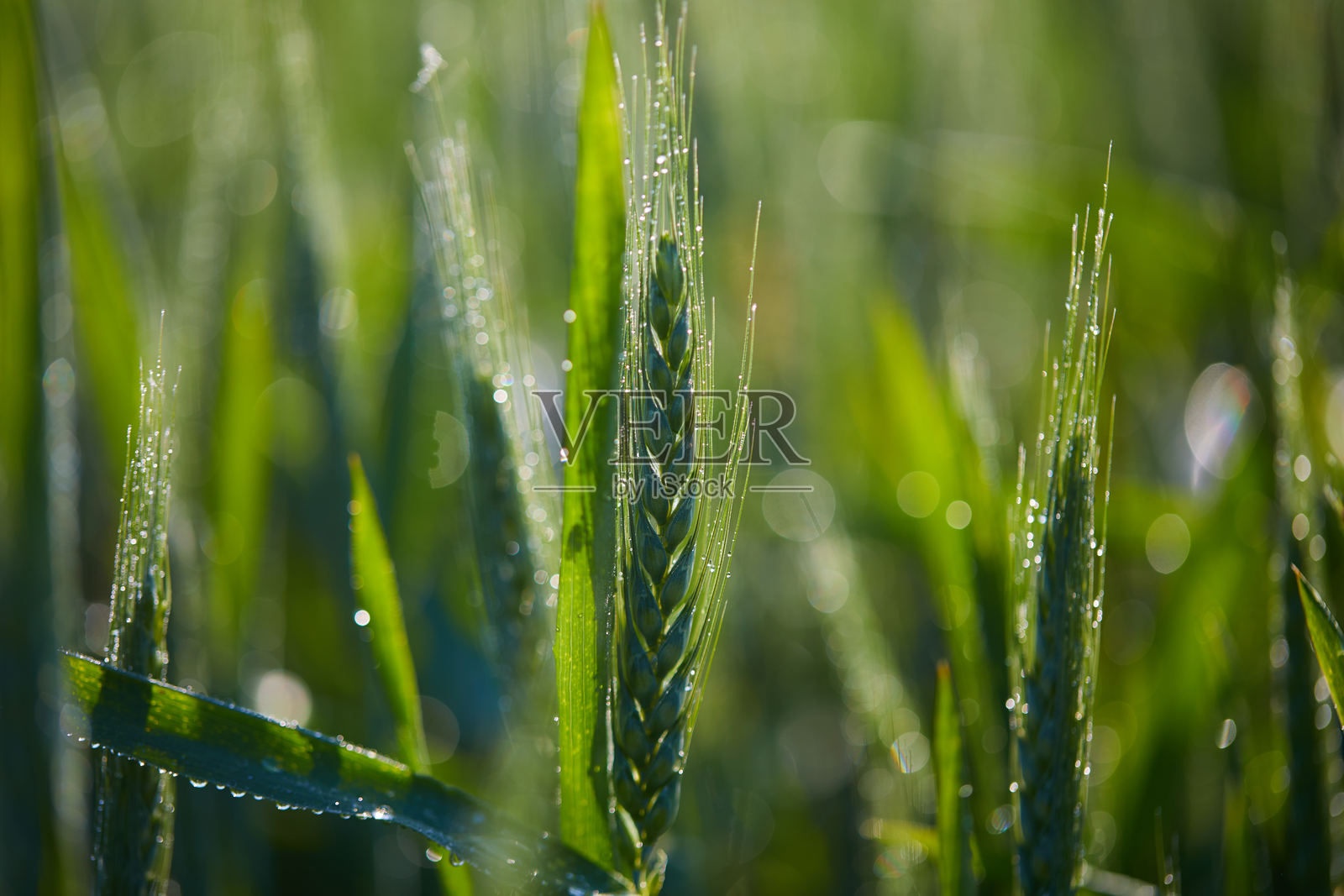 湿润的小麦穗特写，背景是一片生机勃勃的绿色田野照片摄影图片