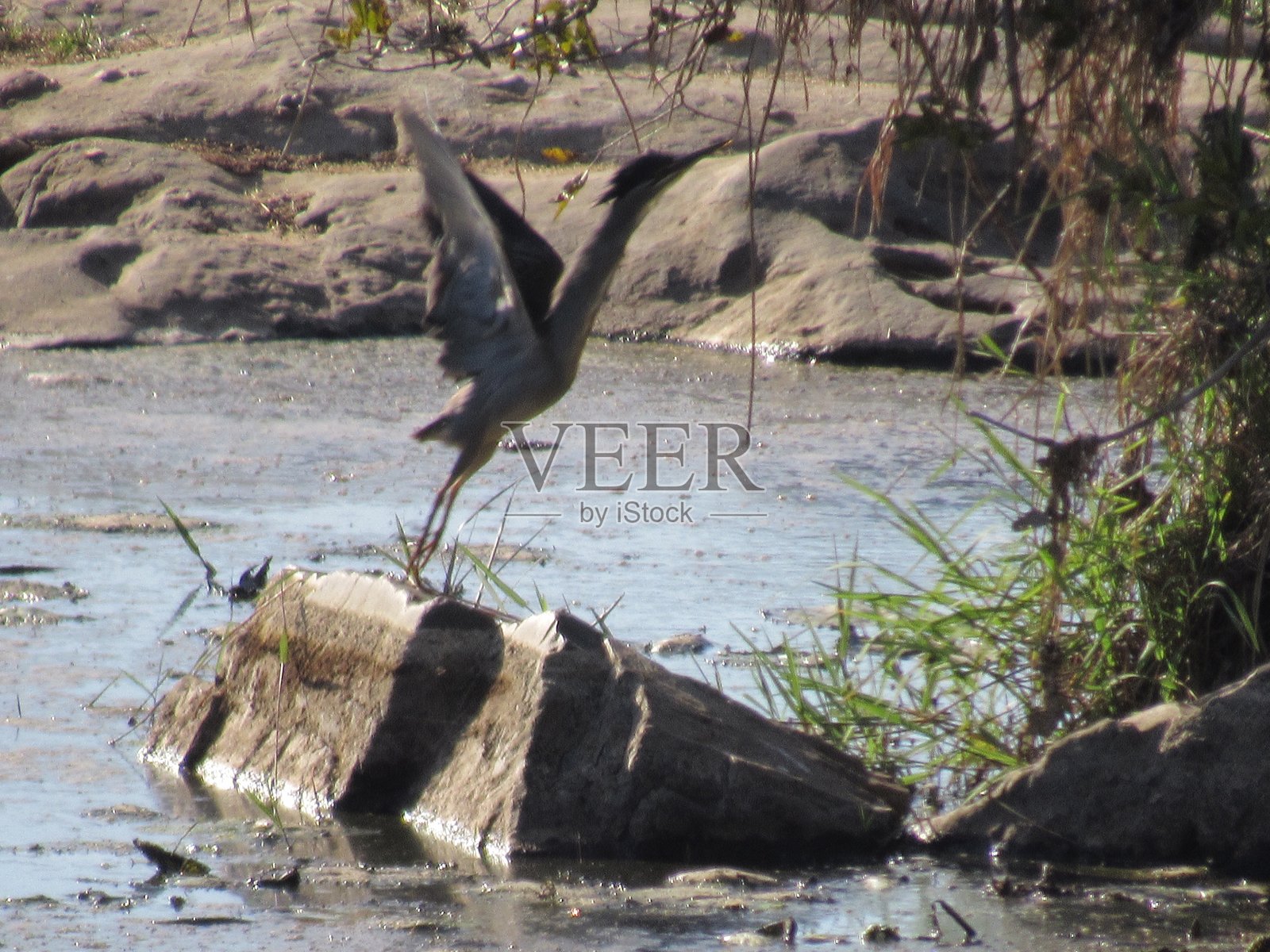 鸬鹚起飞照片摄影图片