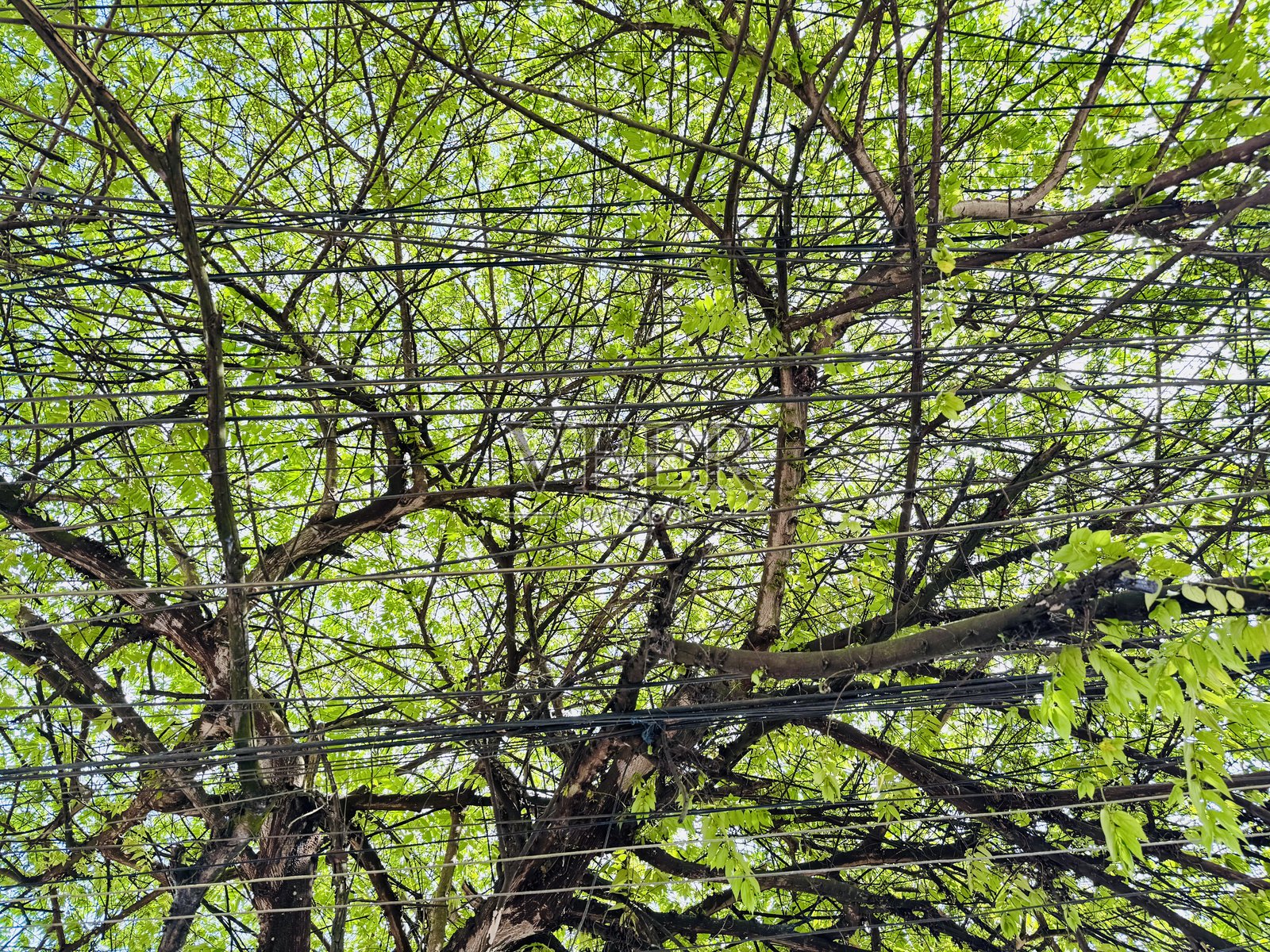 混乱的树枝和绿色的叶子，伴有可见的缠绕电缆，置身于自然的热带环境中照片摄影图片