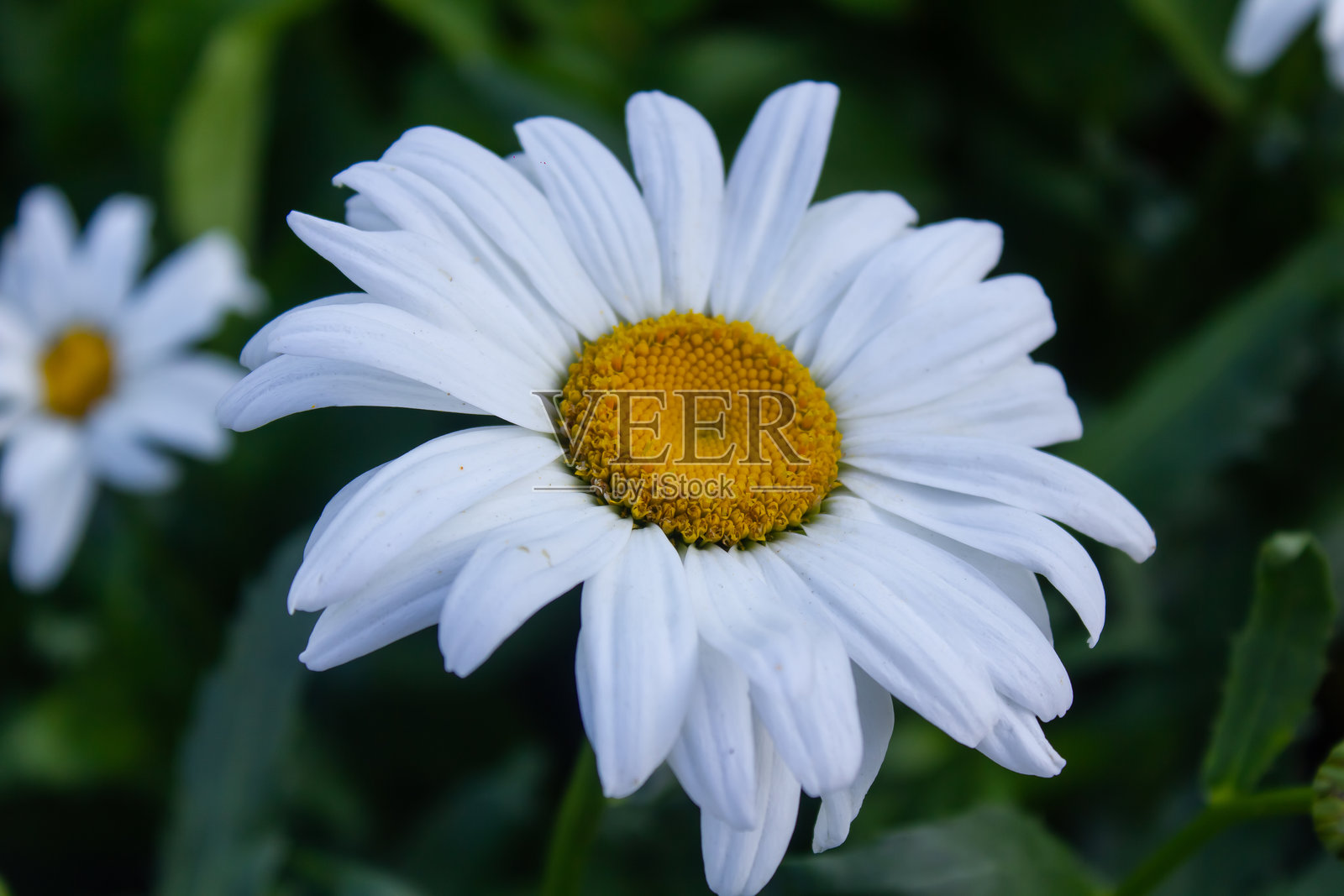 白色洋甘菊花特写照片摄影图片