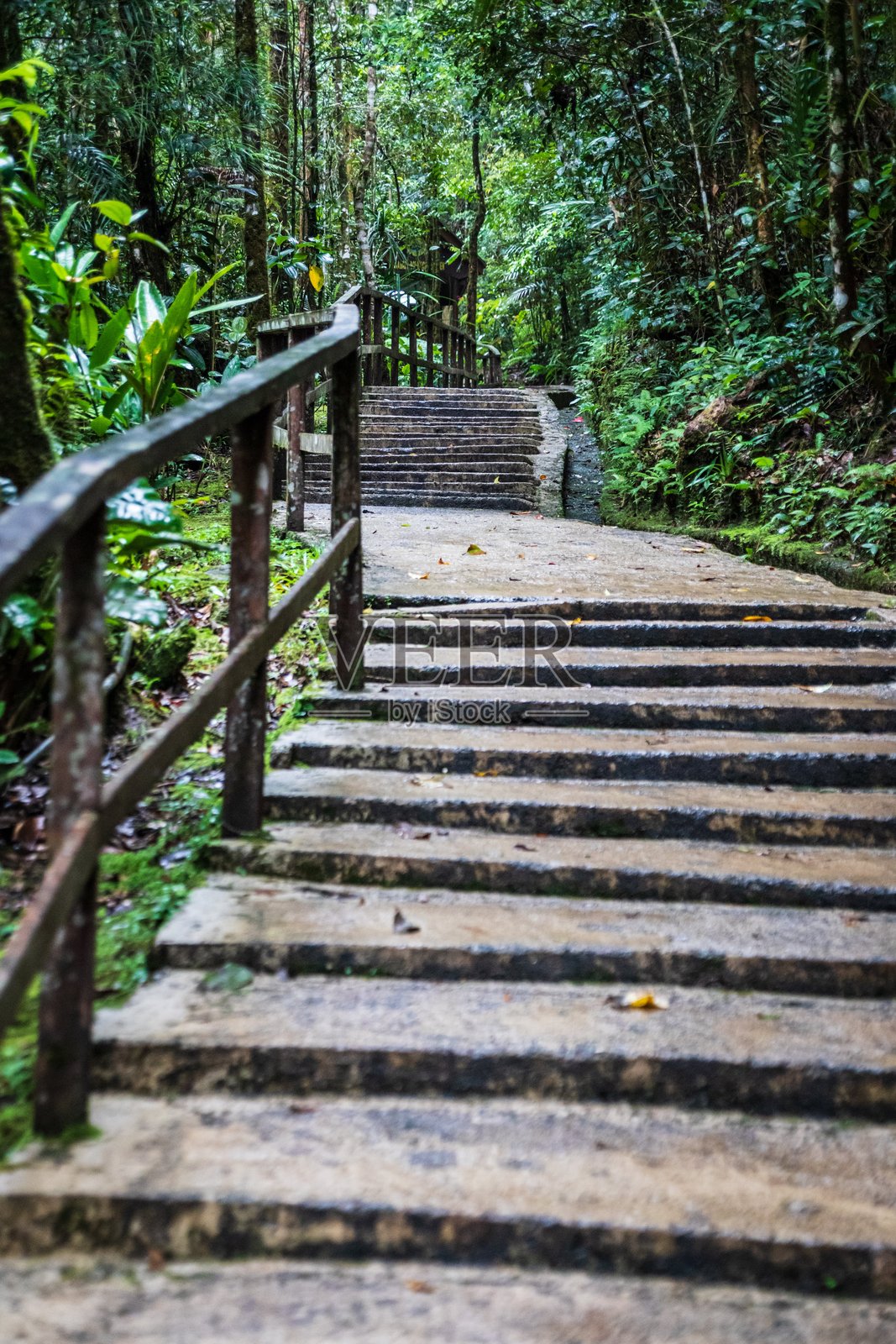 通往森林小屋的小径，四周环绕着郁郁葱葱的绿植，位于马来西亚沙巴的基纳巴卢。照片摄影图片