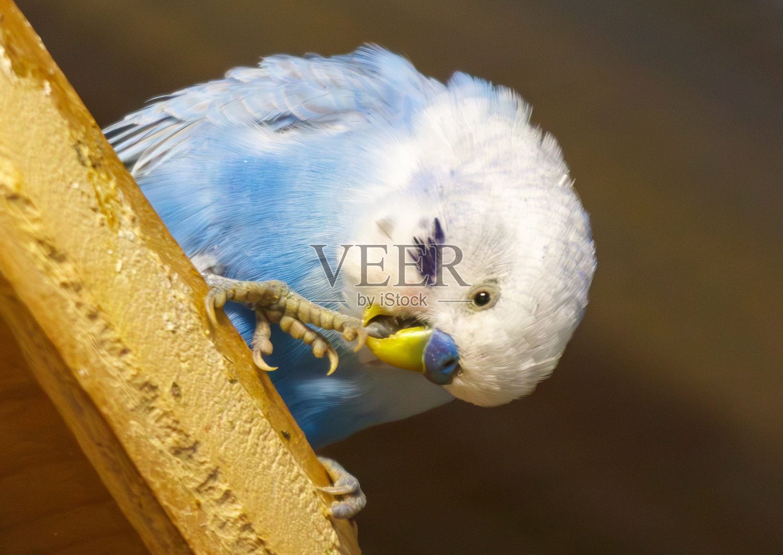 一只蓝白相间的鸟正在吃一颗黄色的种子照片摄影图片