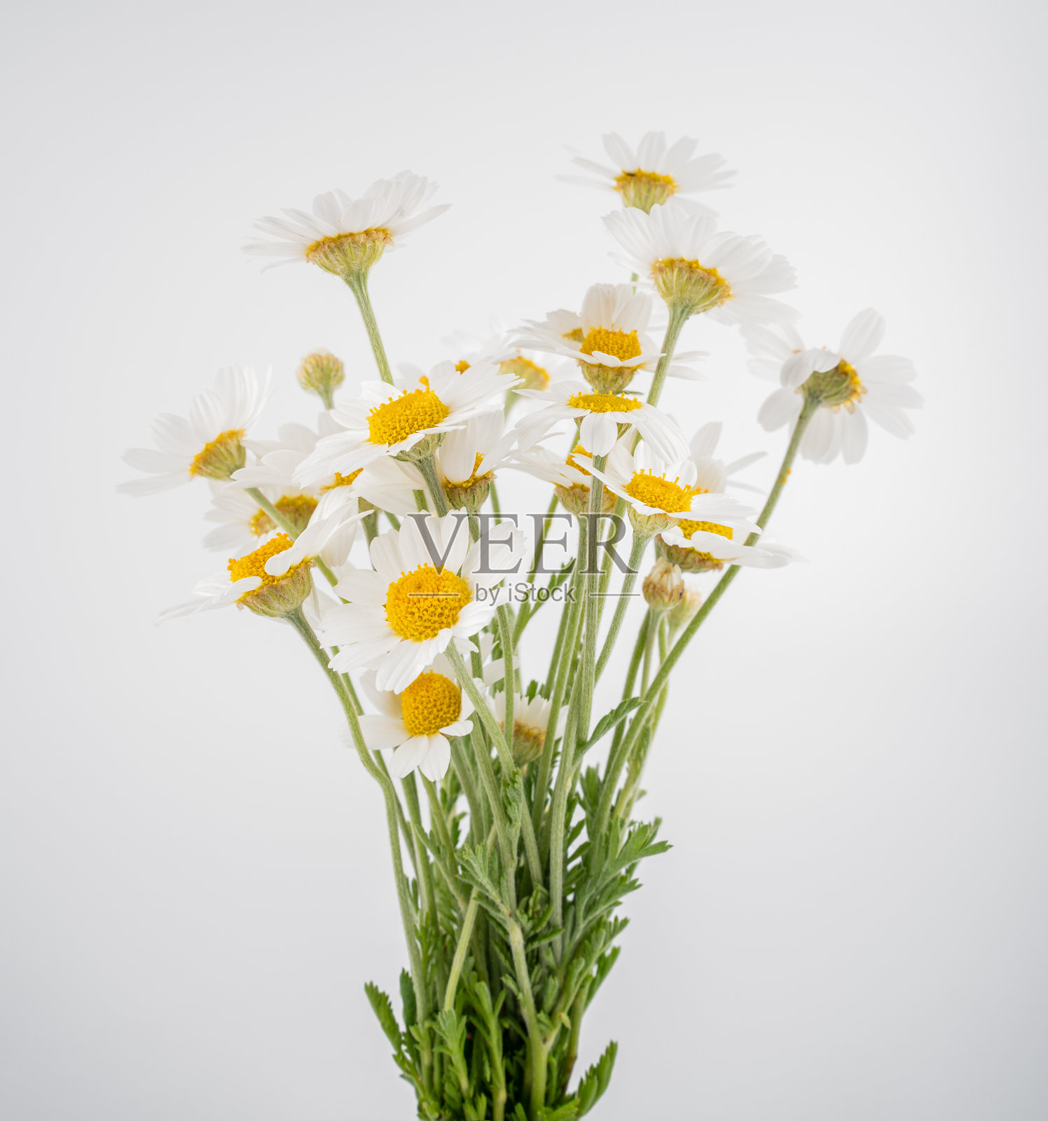 美丽而精致的洋甘菊花在白色背景上。洋甘菊或雏菊在白色背景上独立展示，带有抠图路径。照片摄影图片