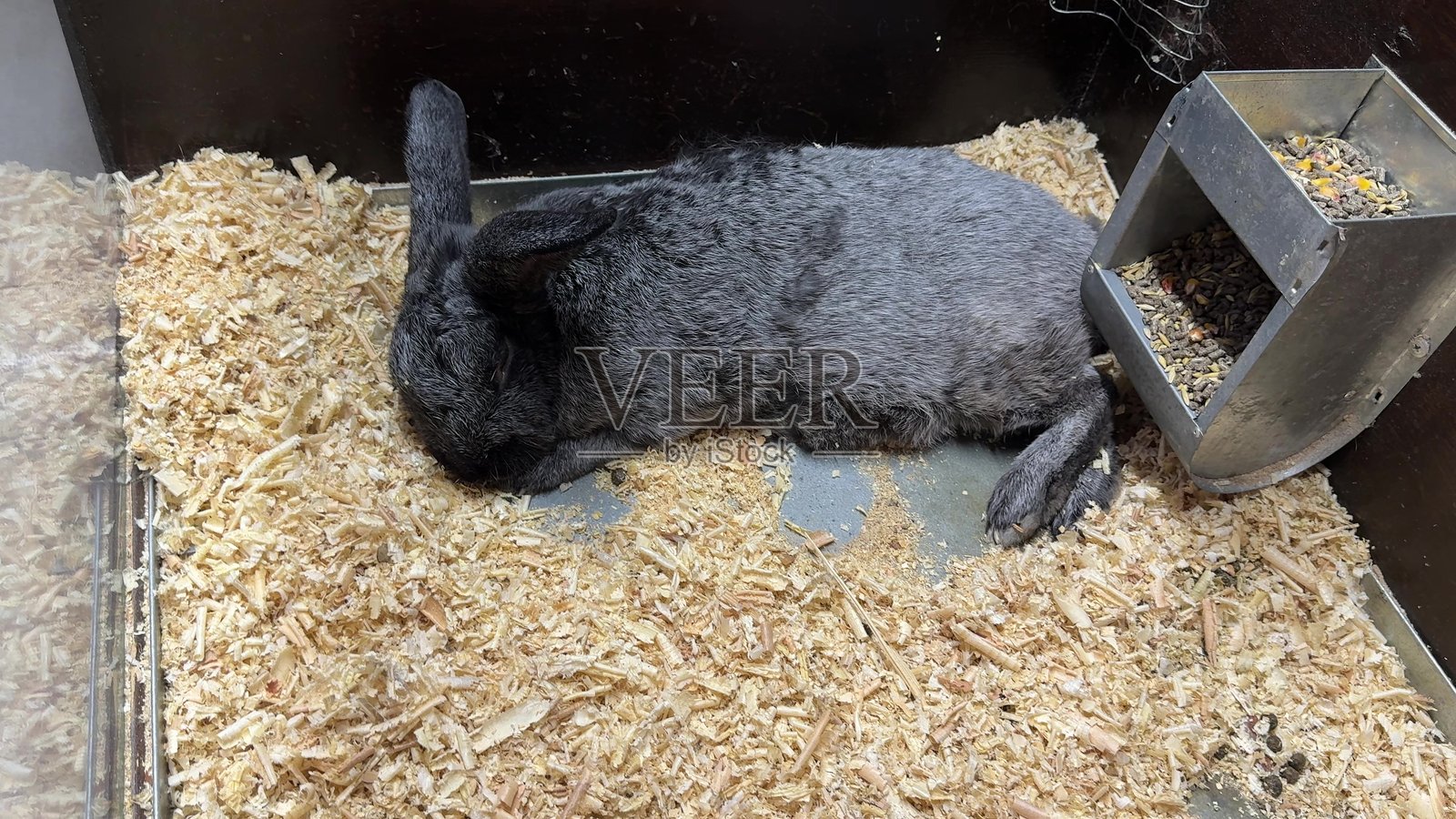 可爱的毛茸茸的垂耳兔照片摄影图片