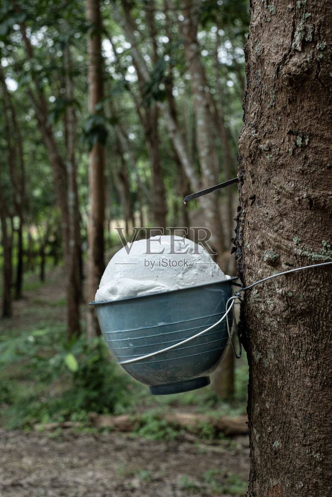 等待收获的橡胶杯中的橡胶块照片摄影图片
