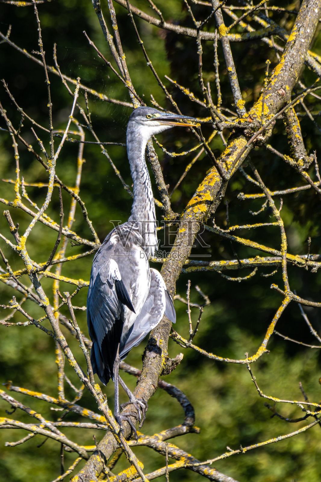 灰鹭（Ardea cinerea）坐在树枝上四处张望照片摄影图片