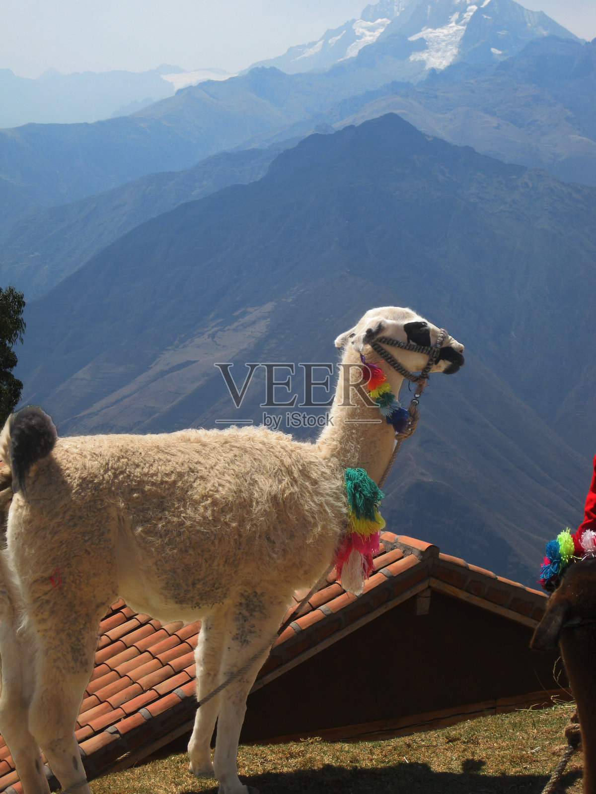 秘鲁的钦切罗,骆驼和山脉照片摄影图片