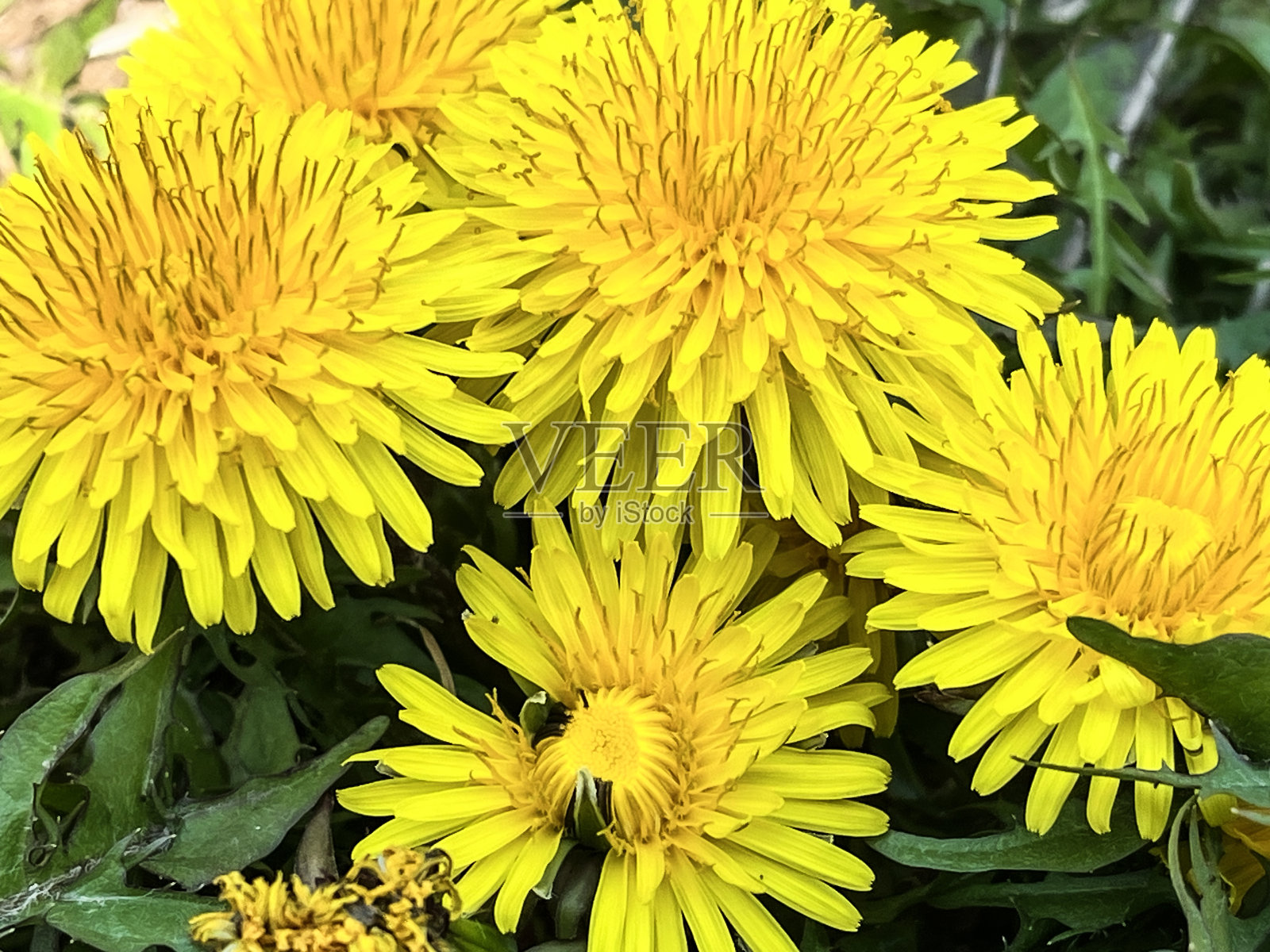 春天盛开的蒲公英花的微距摄影照片摄影图片