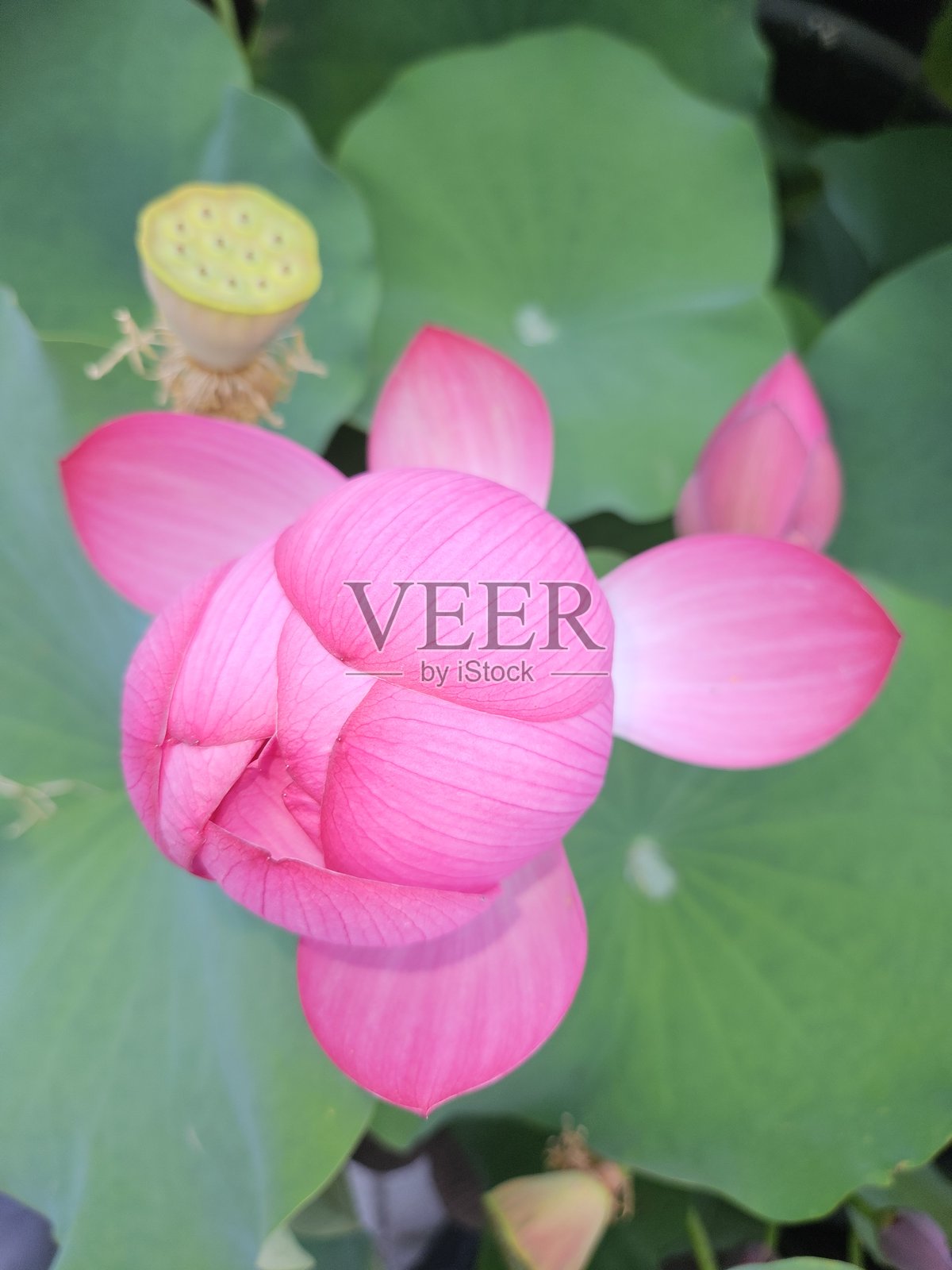 莲花照片摄影图片