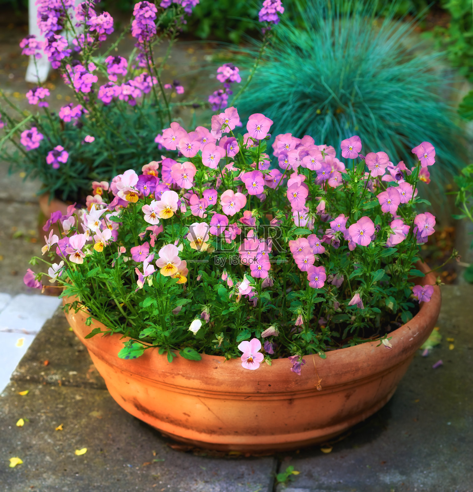 生动的堇菜花在陶土花盆中，置于郁郁葱葱的花园环境中照片摄影图片