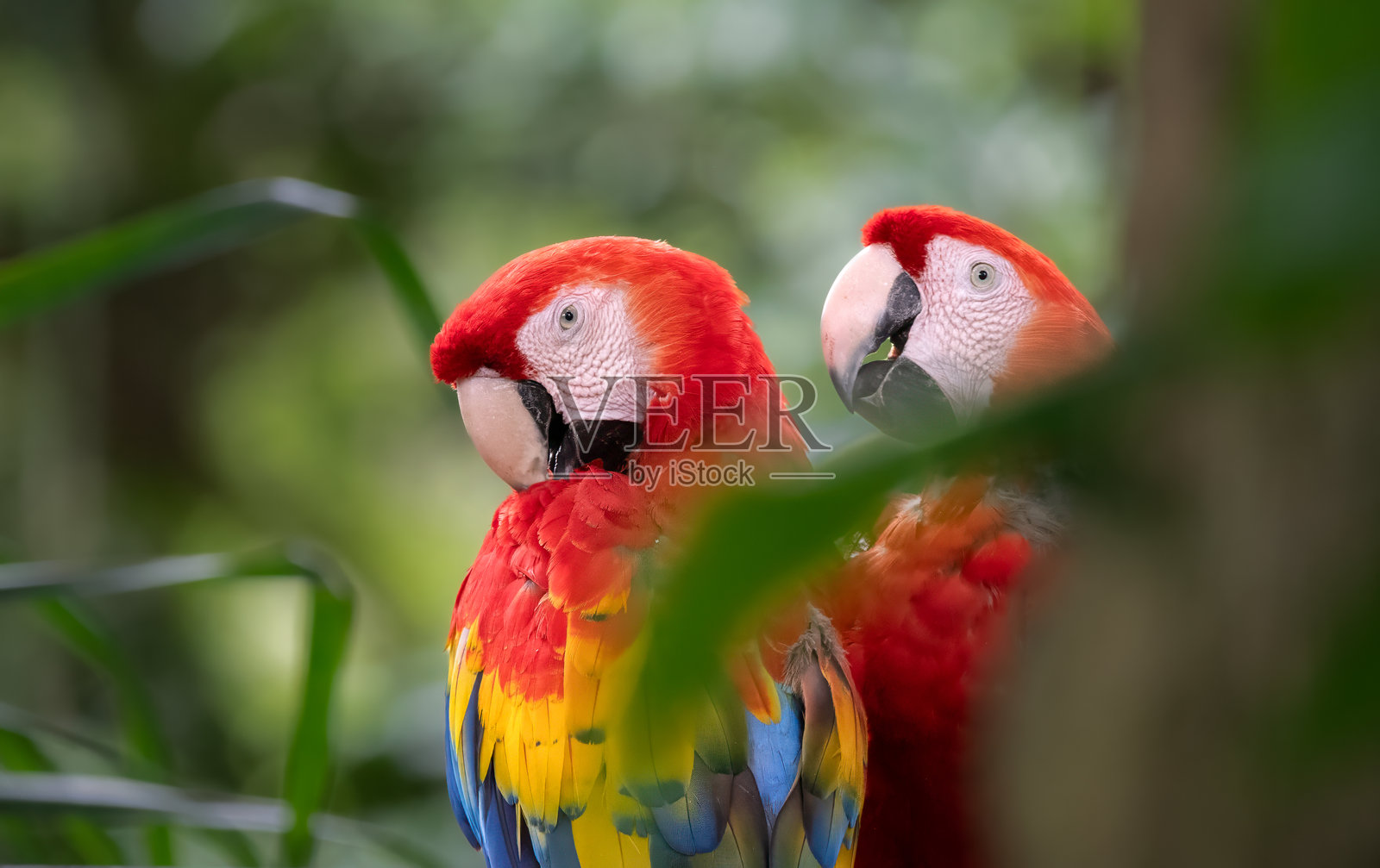 两只隐藏在自然中的红鹦鹉！照片摄影图片